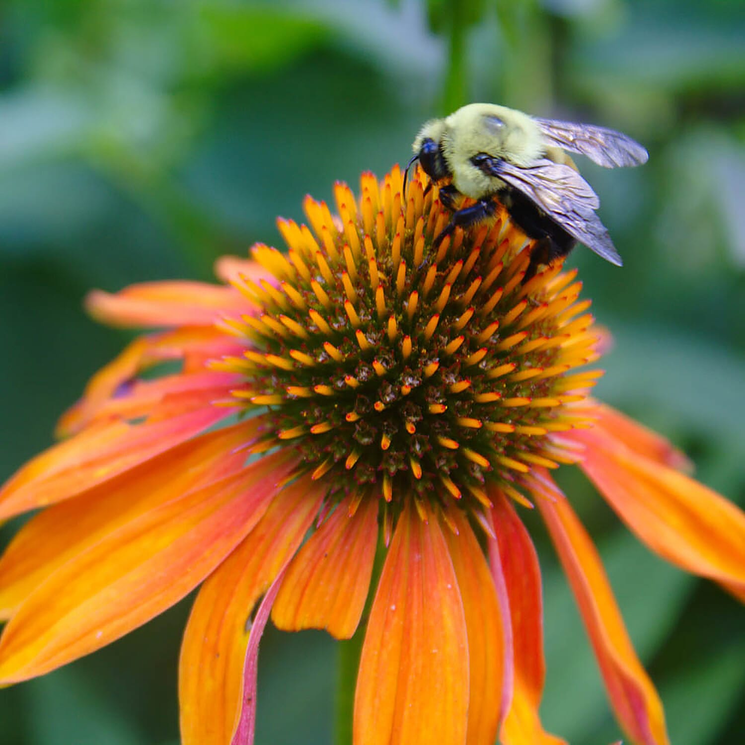 3 Echinacea Papallo Orange in 9cm Pots - Hardy Perennials