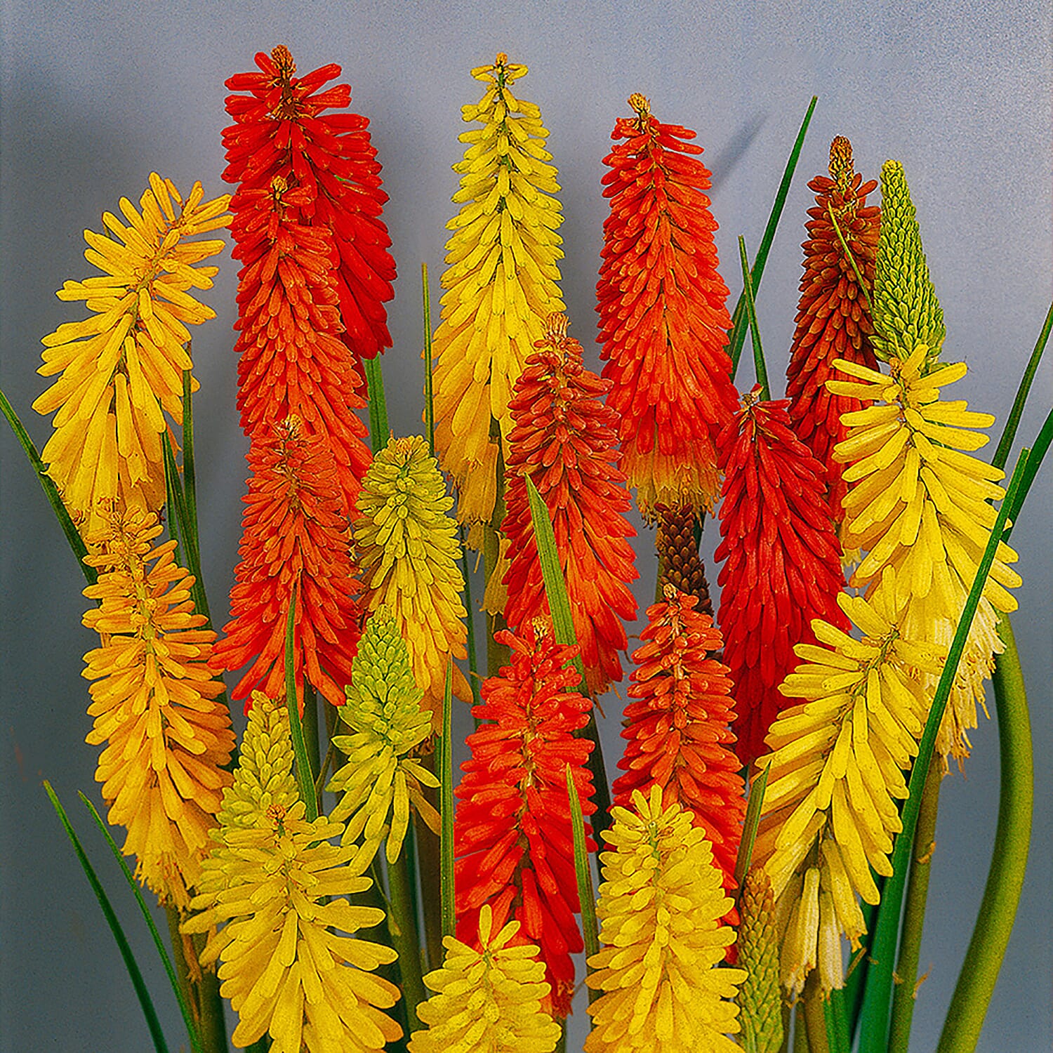3 Kniphofia Flamenco in 9cm Pots - Red Hot Pokers - Hardy Perennials