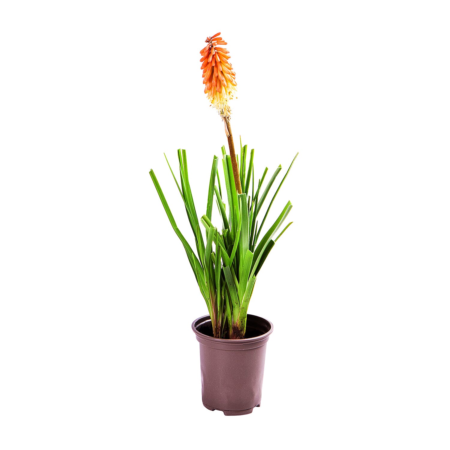 3 Kniphofia Flamenco in 9cm Pots - Red Hot Pokers - Hardy Perennials