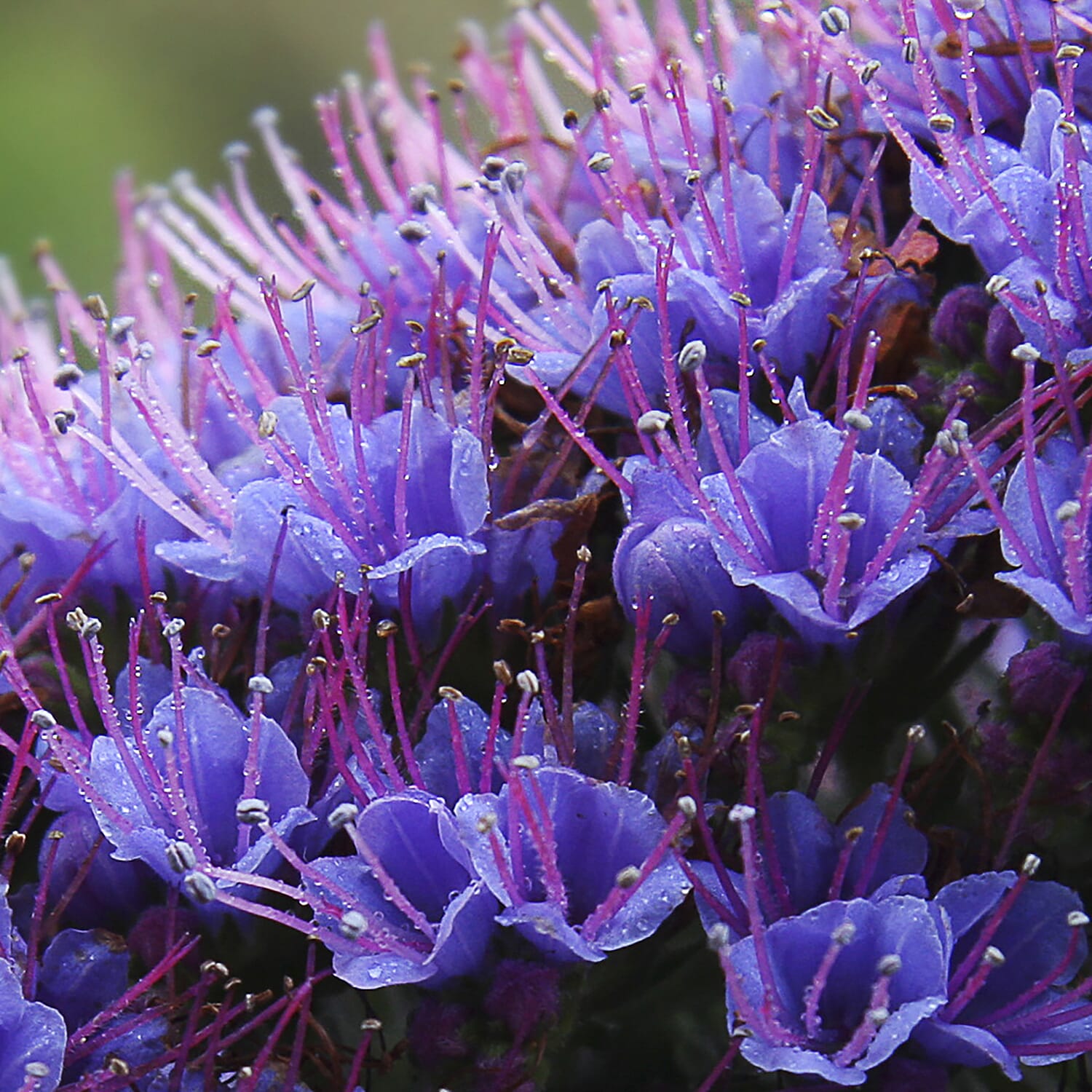 Echium Candicans Pride of Madeira in 2L Pot - Hardy Spectacular Spikes Up to 1m Tall