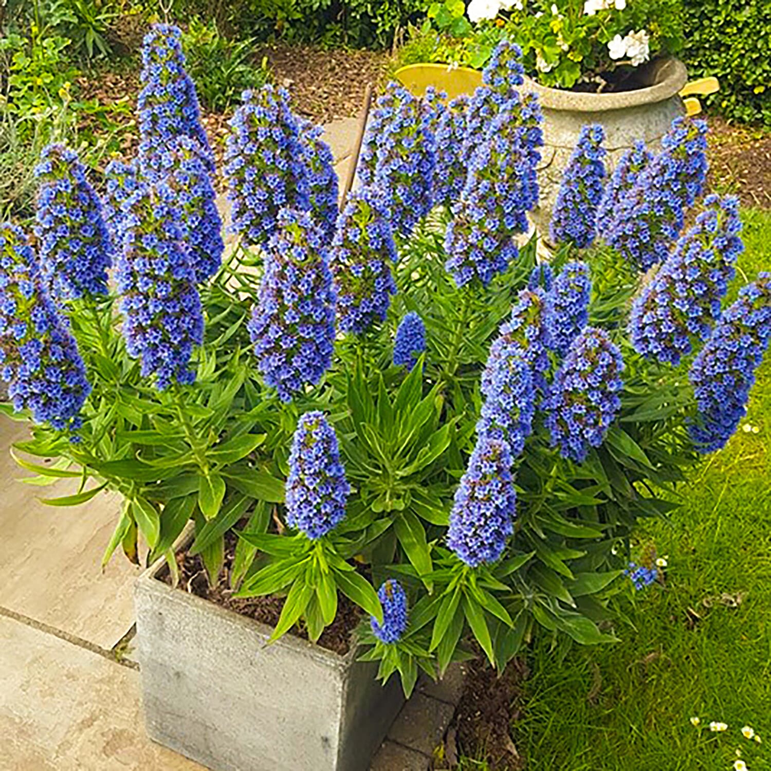 Echium Candicans Pride of Madeira in 2L Pot - Hardy Spectacular Spikes Up to 1m Tall