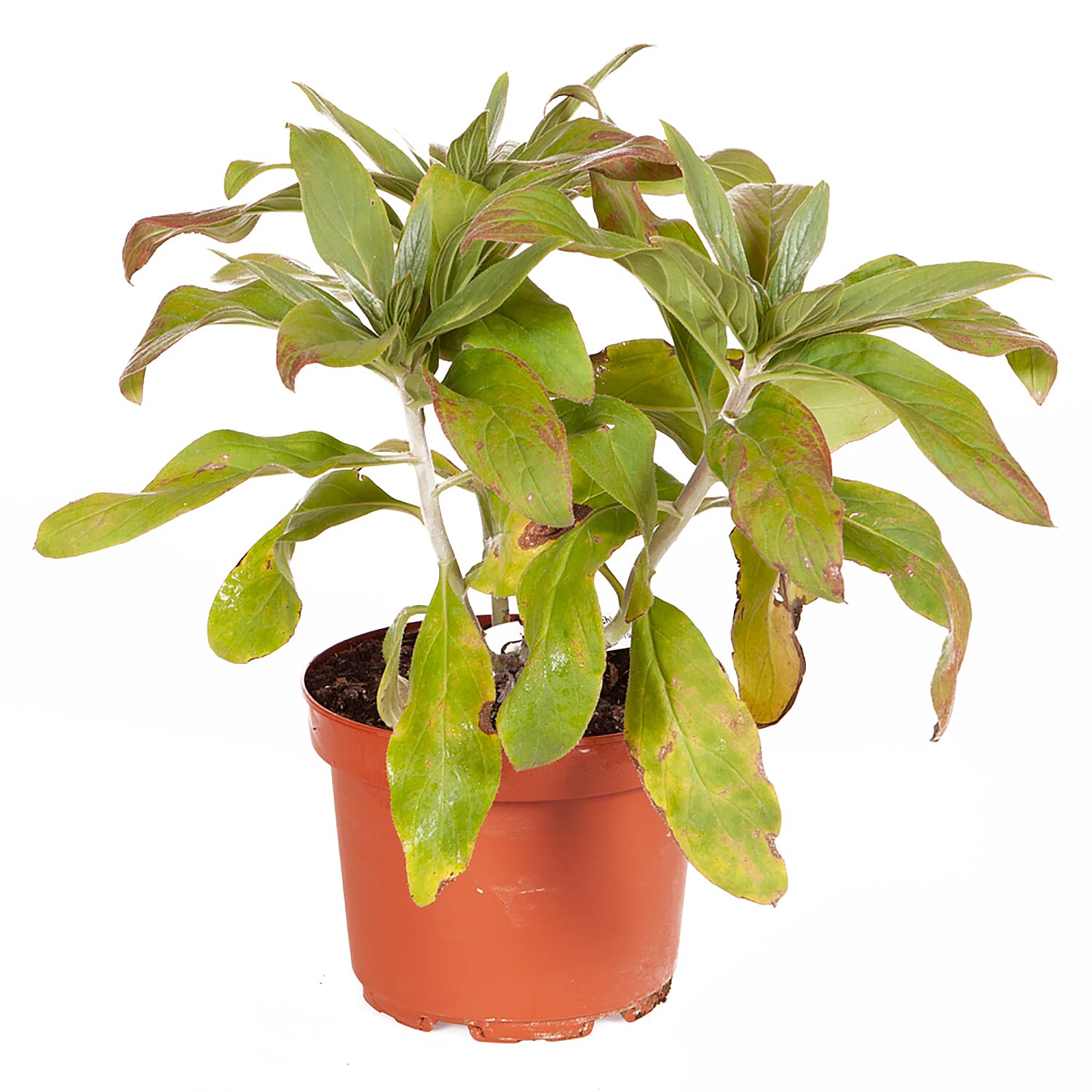 Echium Candicans Pride of Madeira in 2L Pot - Hardy Spectacular Spikes Up to 1m Tall