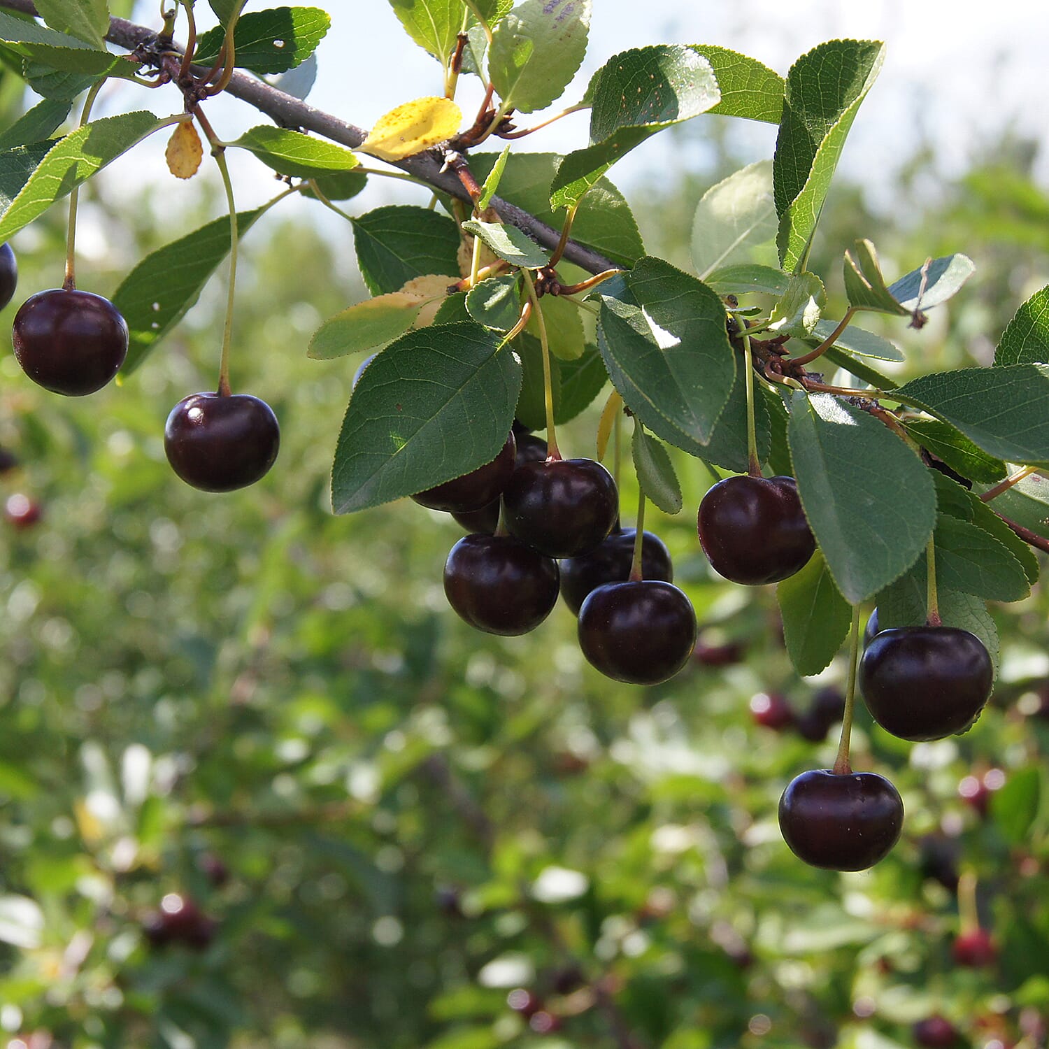 Athos Cherry Bush in 3L Pot