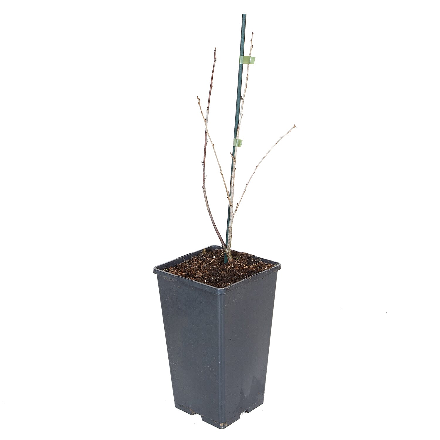 Athos Cherry Bush in 3L Pot