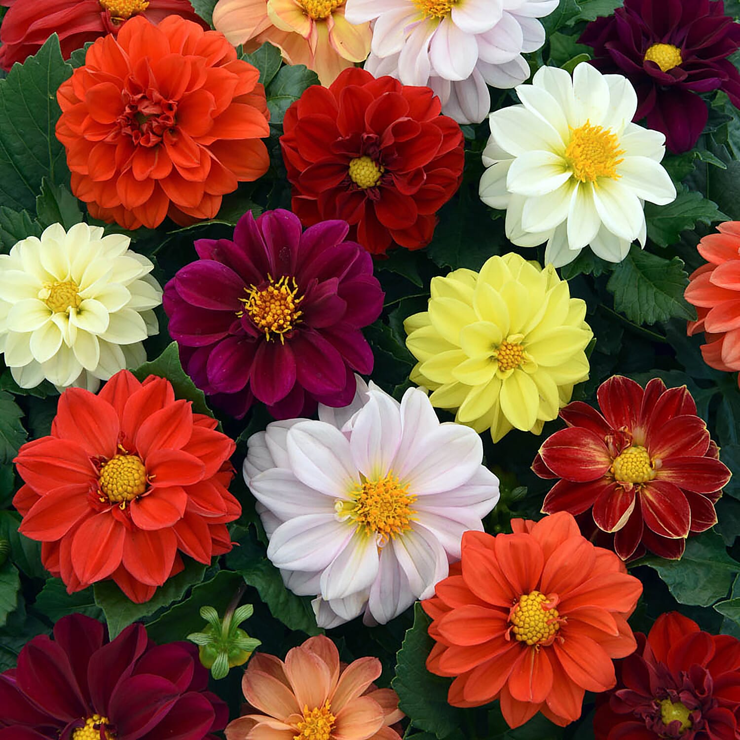 Dahlia Figaro Mix - 20 Garden Ready
