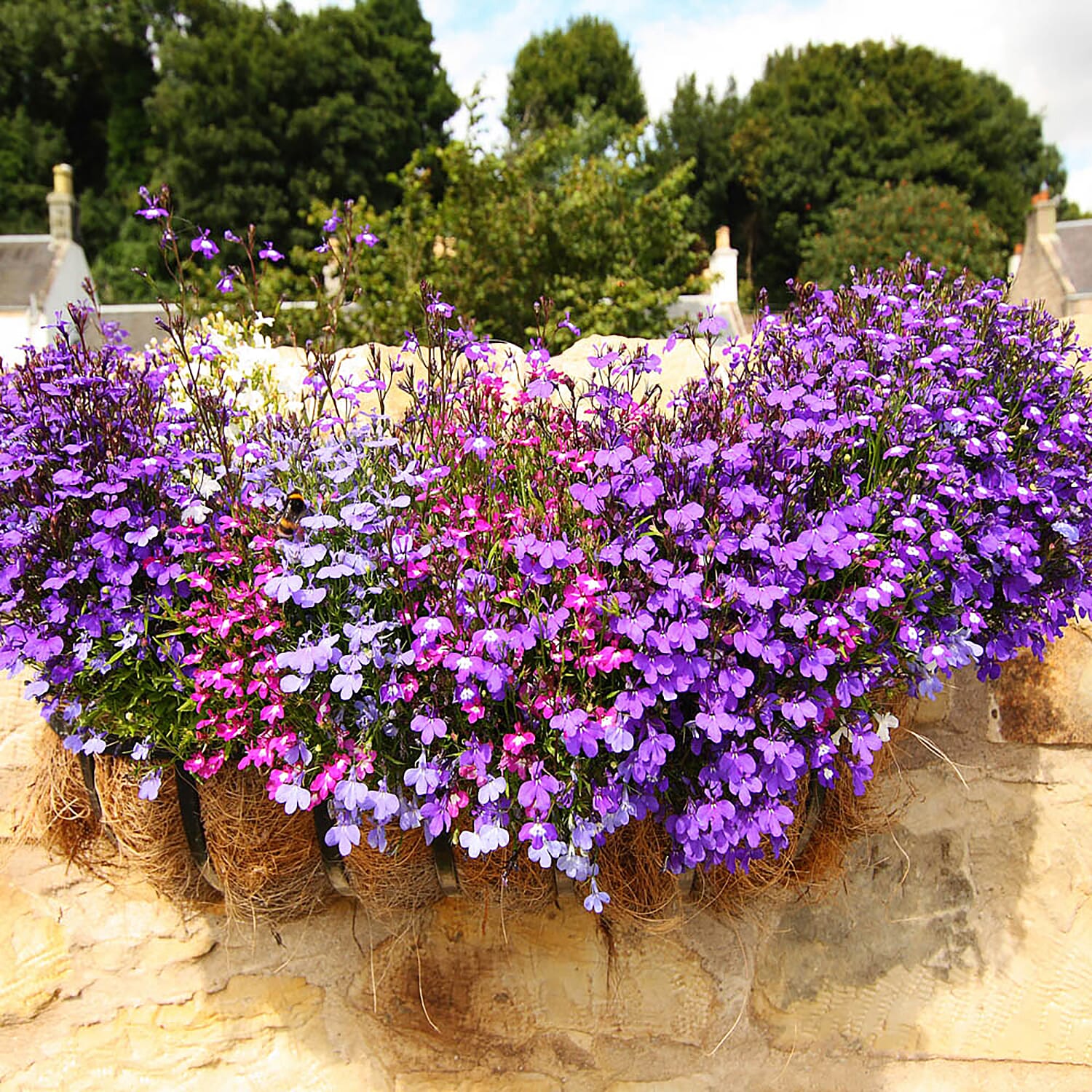 Lobelia Fountain Mix - 20 Garden Ready