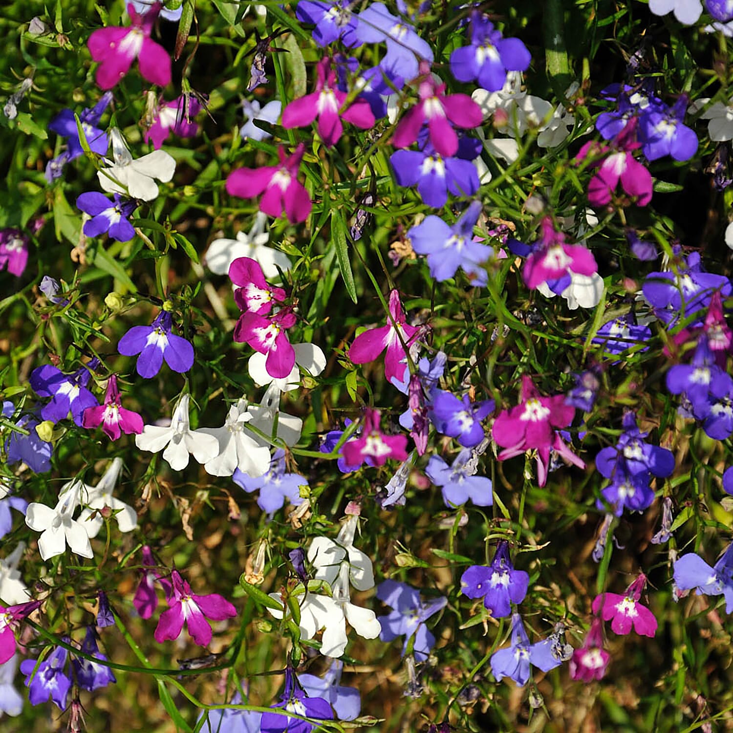 Lobelia Fountain Mix - 20 Garden Ready