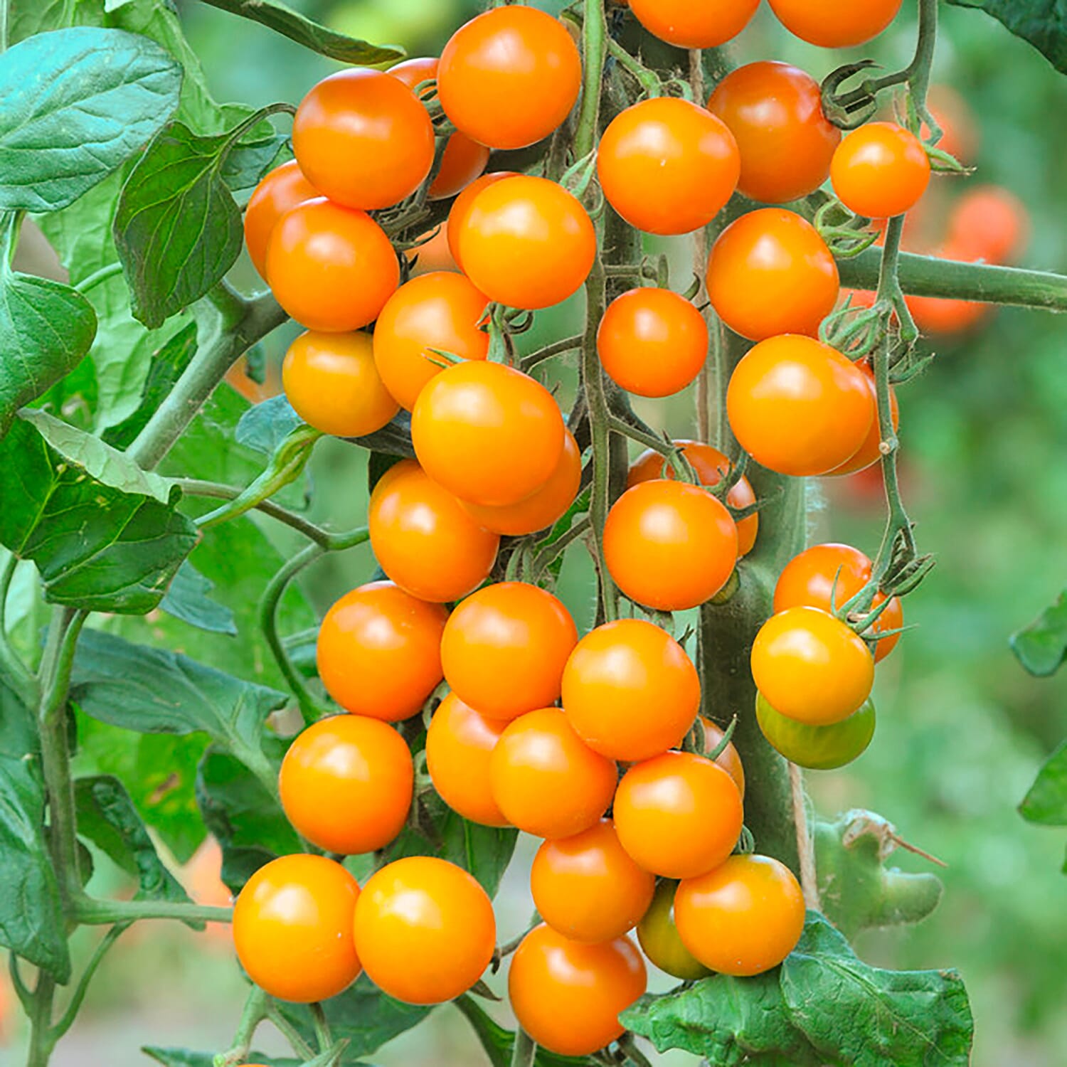 GYO - Set of 12 Tomato Sungold SuperSweet Plugs