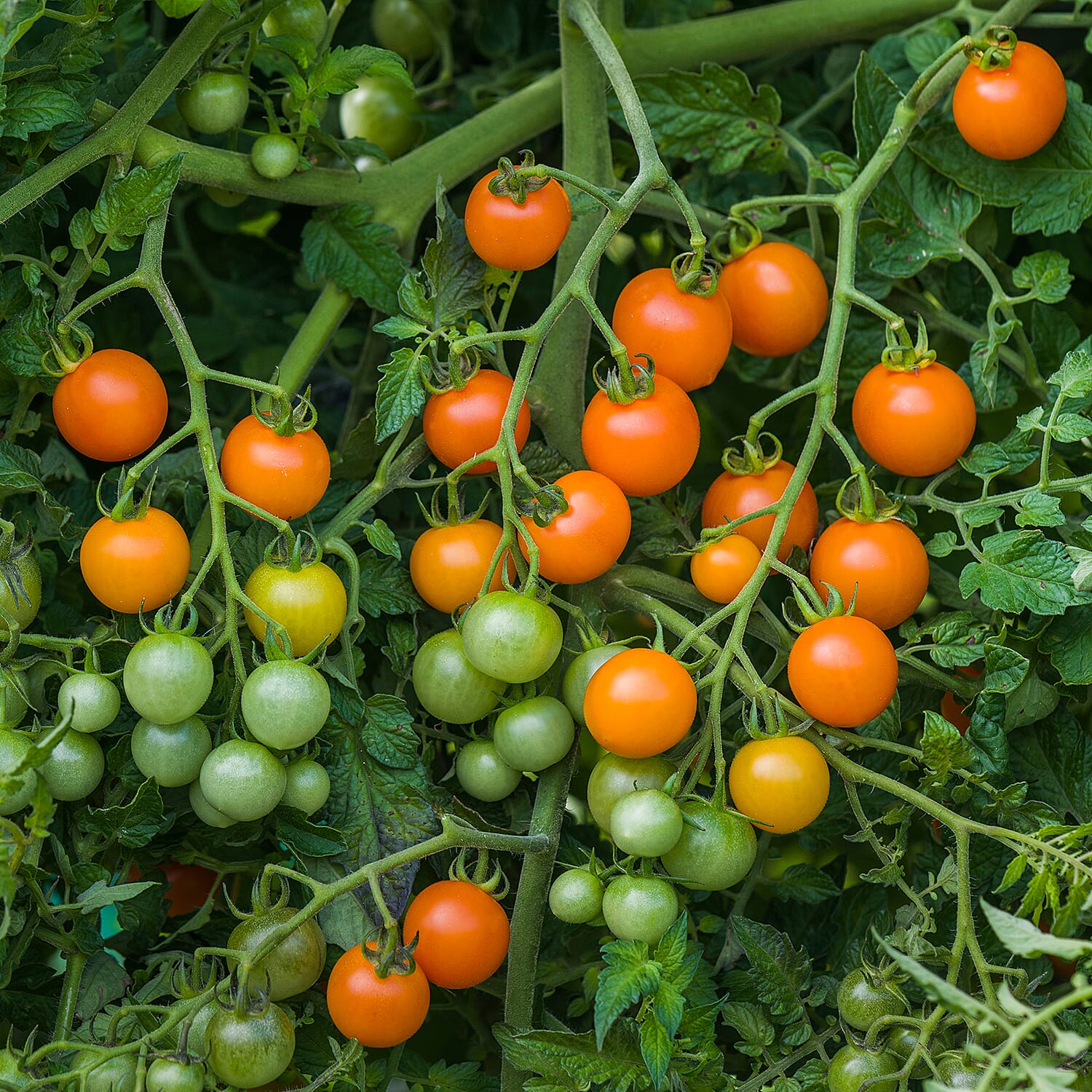 GYO - Set of 12 Tomato Sungold SuperSweet Plugs