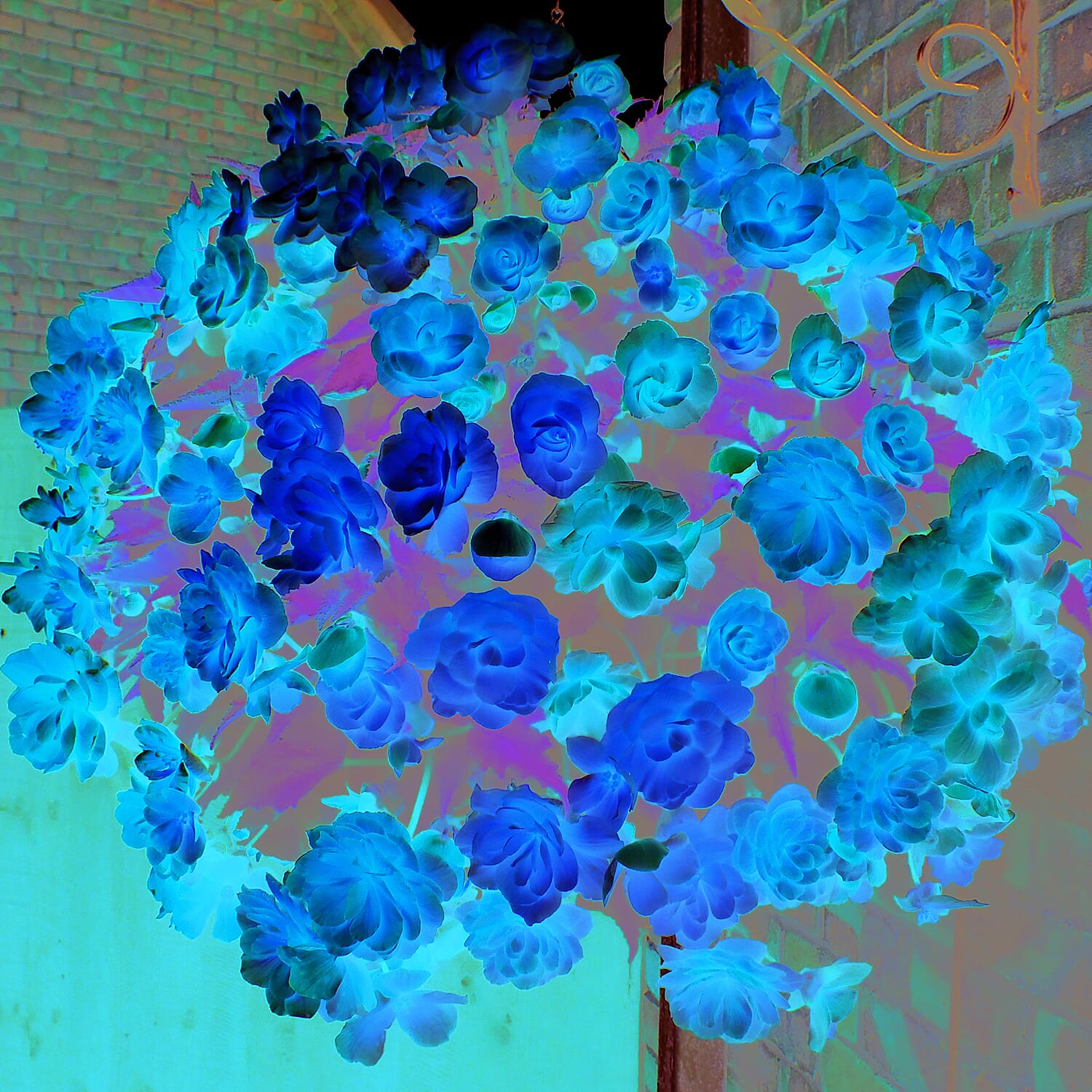 Set of 12 Begonia Illumination Apricot Shades Plugs