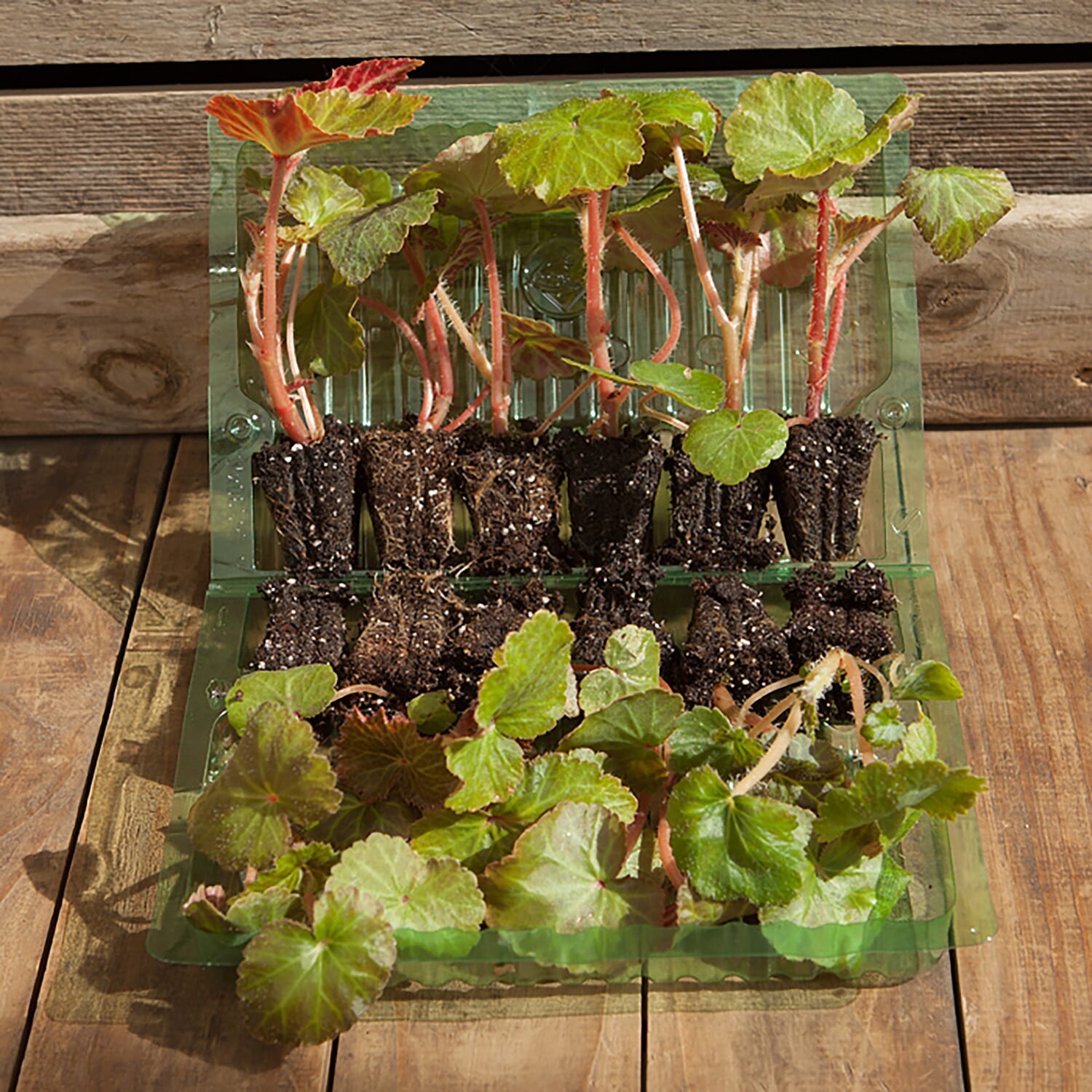 Set of 12 Begonia Illumination Apricot Shades Plugs