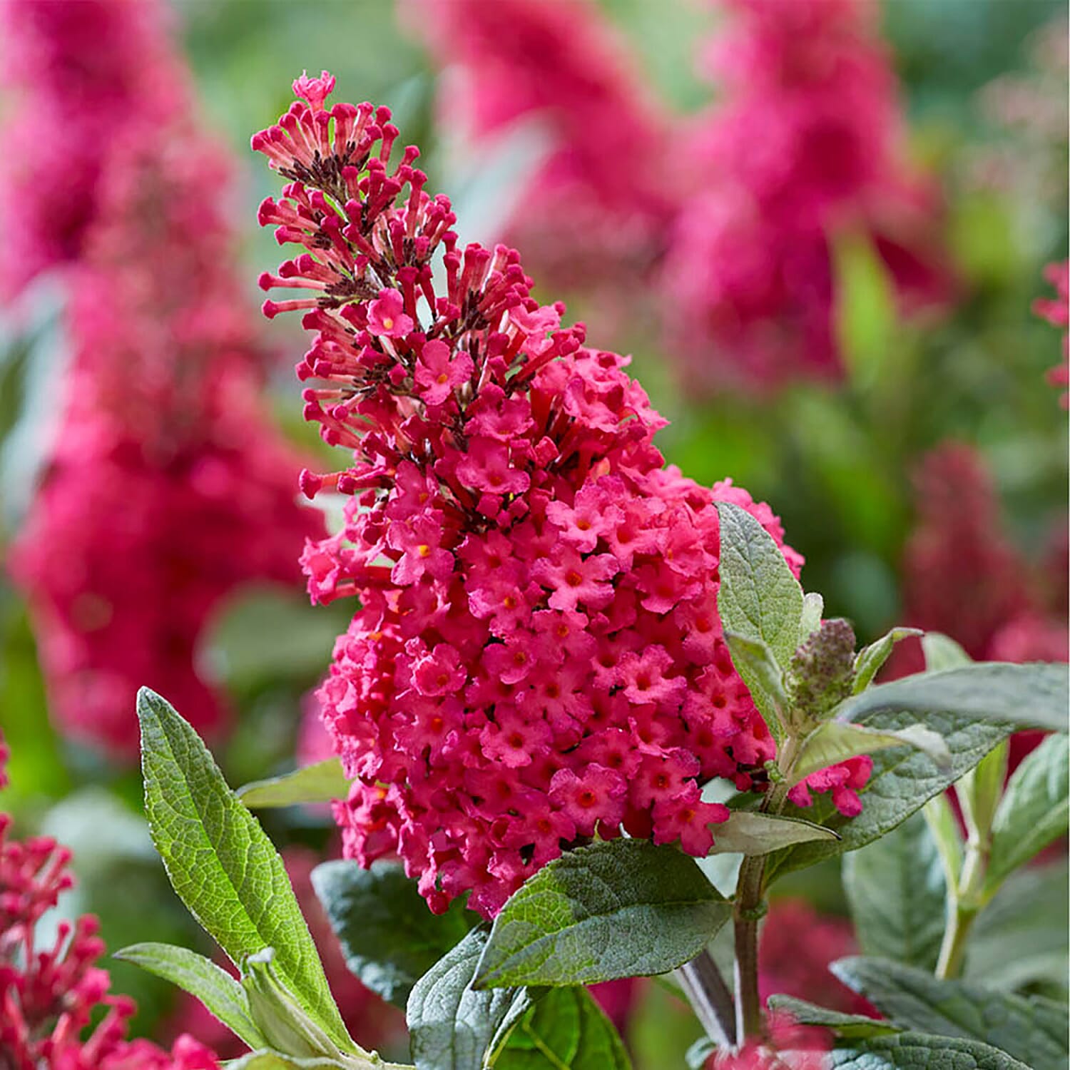 Buddleia Butterfly Collection - Hardy, Flowers Until Sept, Red, White, Blue