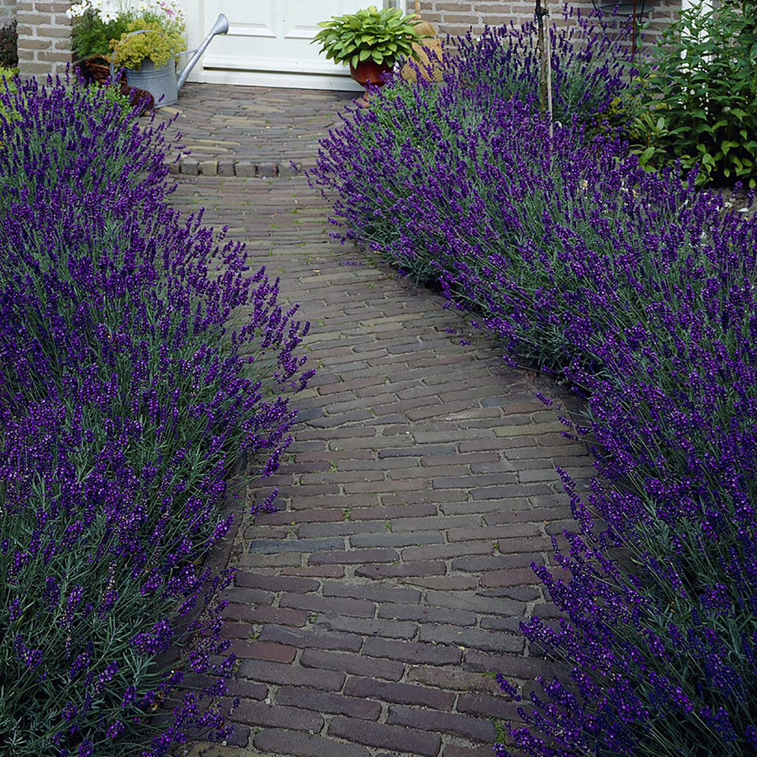 12 Lavender Hidcote Plug Plants - Incredible Fragrance, Colour Impact, Easy Growers, Magnet for Bees