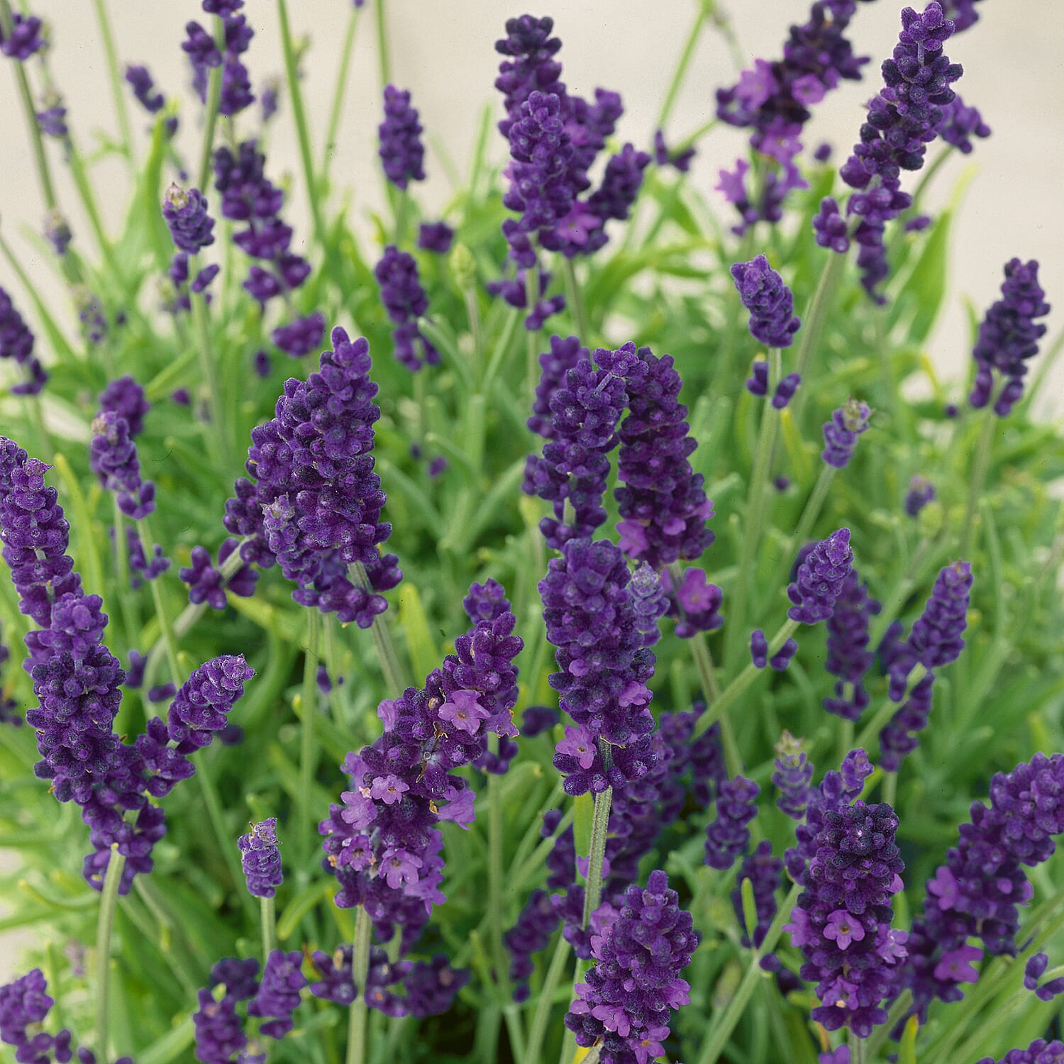 12 Lavender Hidcote Plug Plants - Incredible Fragrance, Colour Impact, Easy Growers, Magnet for Bees