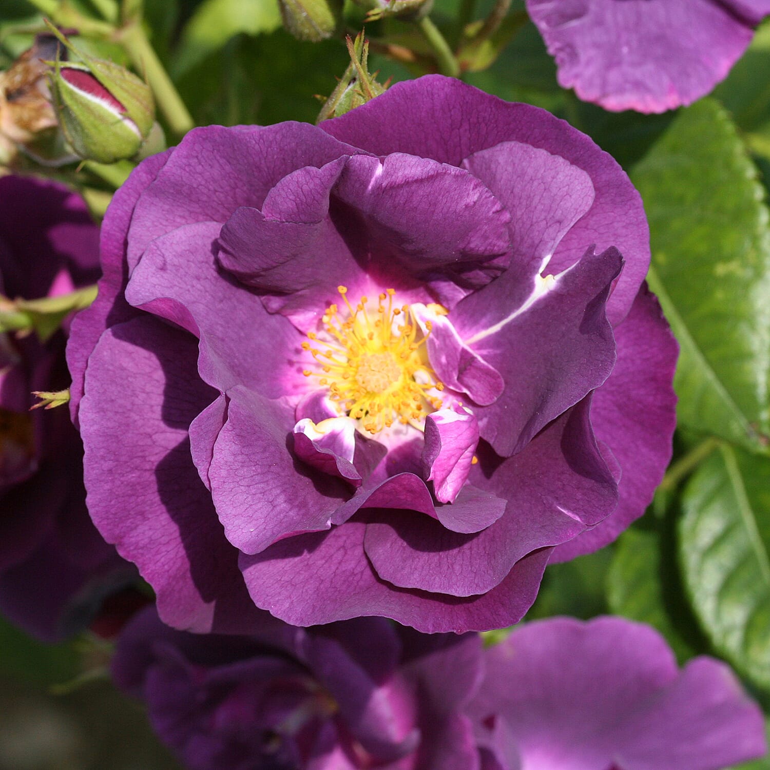 Rose Rhapsody in Blue in 3L Pot - Flowers May to Sept - Hardy