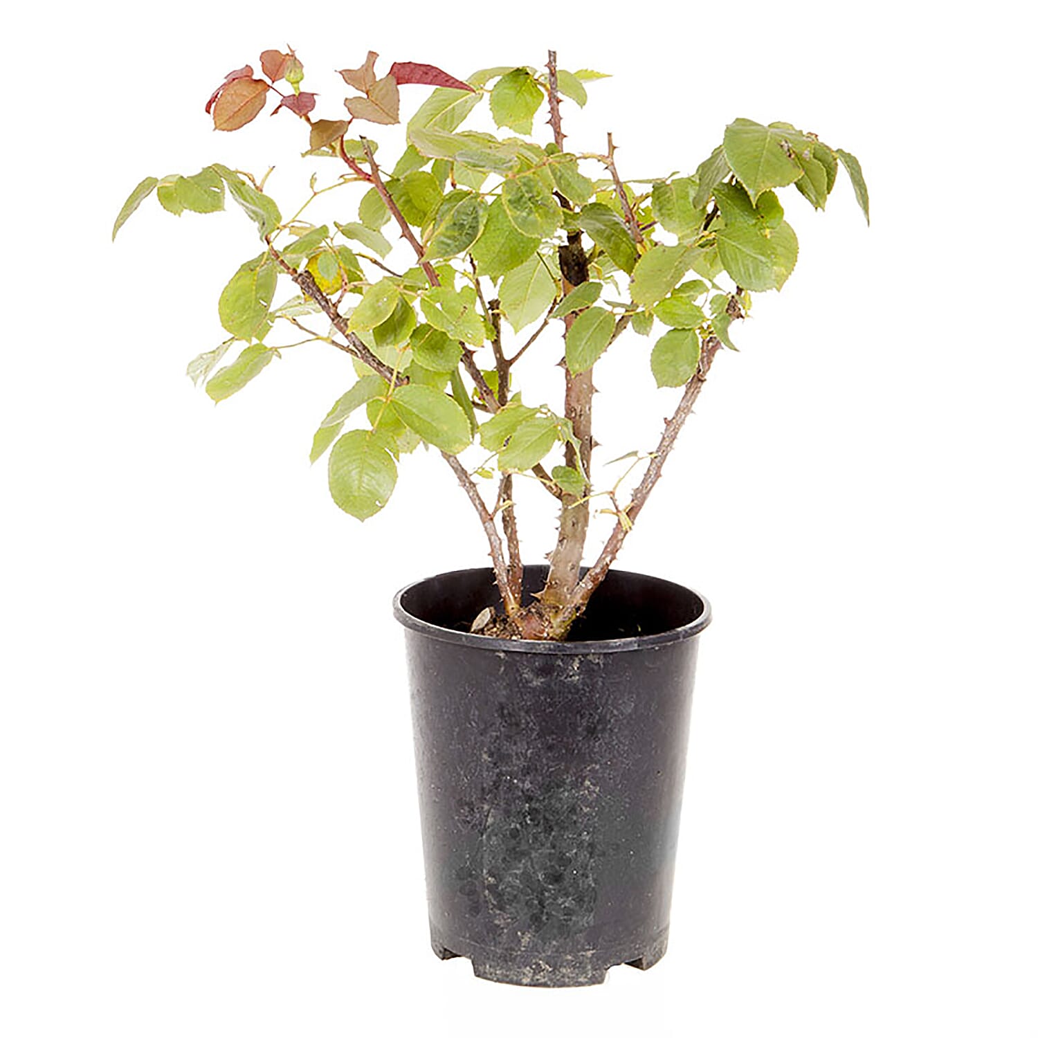 Rose Rhapsody in Blue in 3L Pot - Flowers May to Sept - Hardy