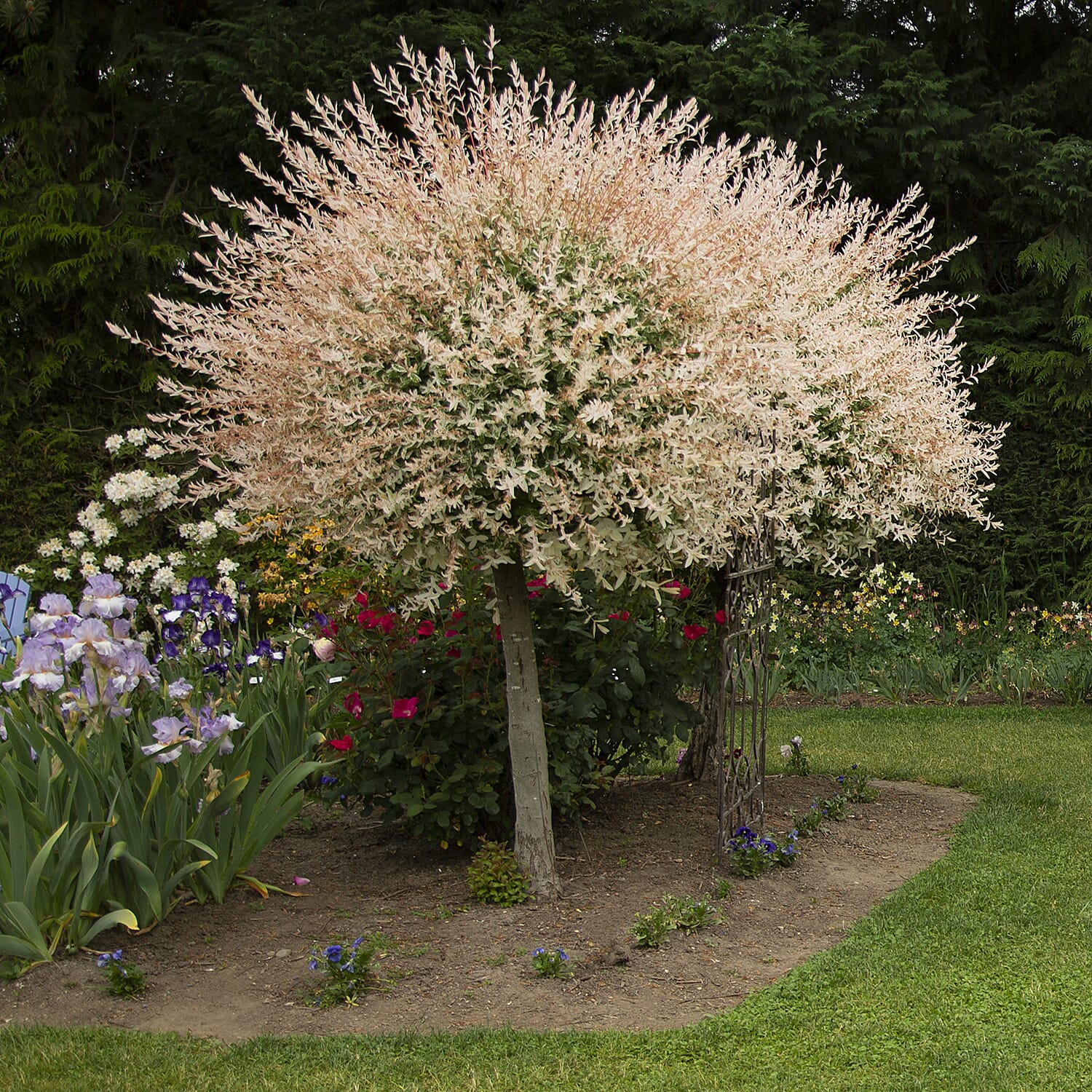 2 Ornamental Flamingo Willow Trees in 3L Pots - Hardy, Lollipop Style