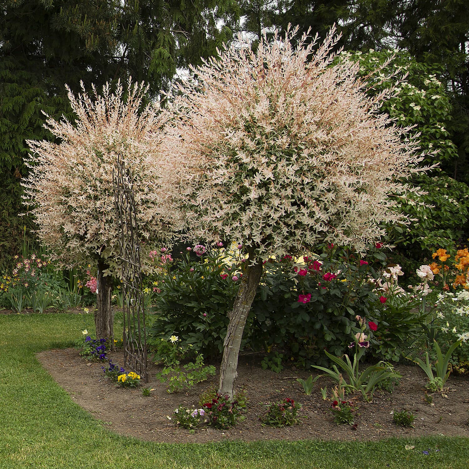 2 Ornamental Flamingo Willow Trees in 3L Pots - Hardy, Lollipop Style