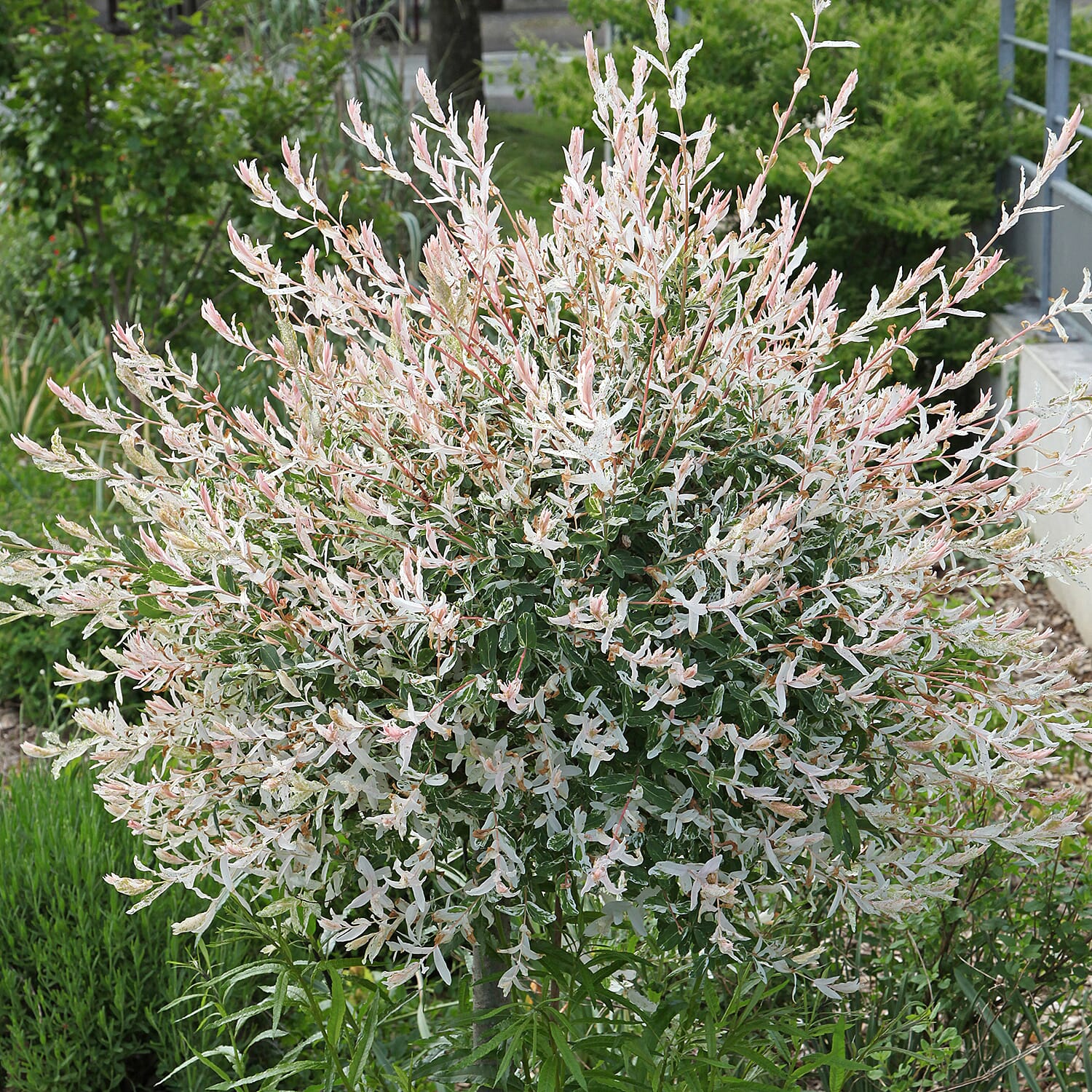 2 Ornamental Flamingo Willow Trees in 3L Pots - Hardy, Lollipop Style
