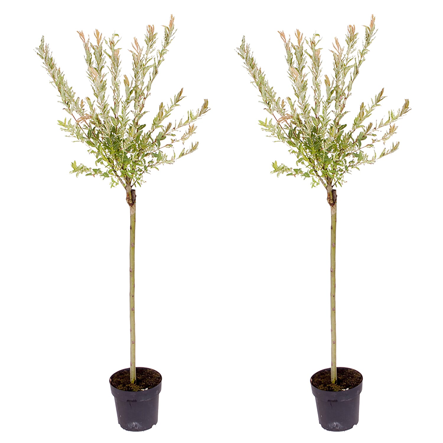 2 Ornamental Flamingo Willow Trees in 3L Pots - Hardy, Lollipop Style