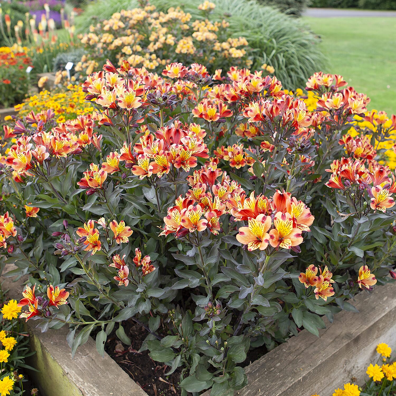 3 Alstroemeria Indian Summer Plug Plants - High Flower Count - 60 cm Tall