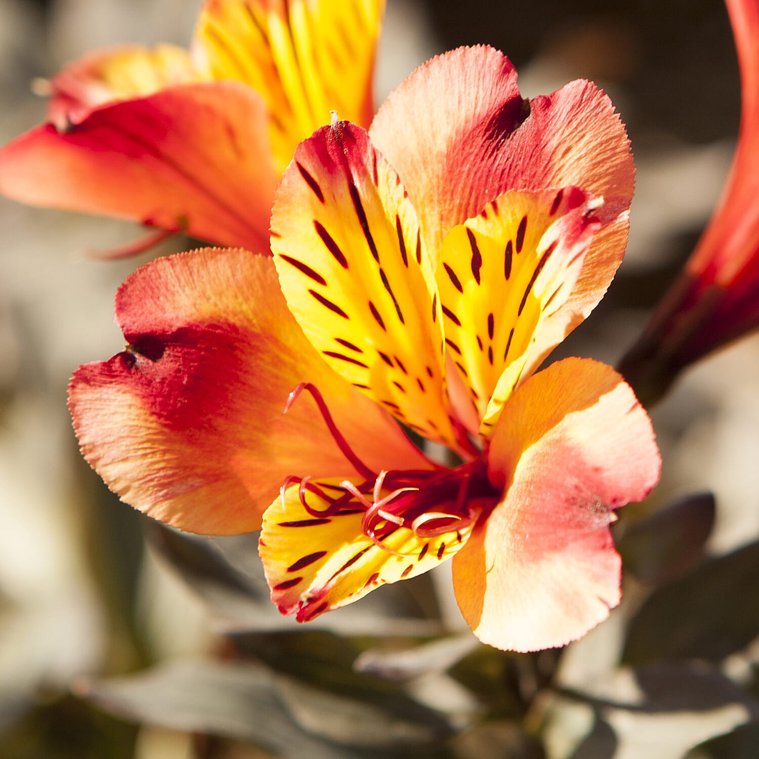 3 Alstroemeria Indian Summer Plug Plants - High Flower Count - 60 cm Tall