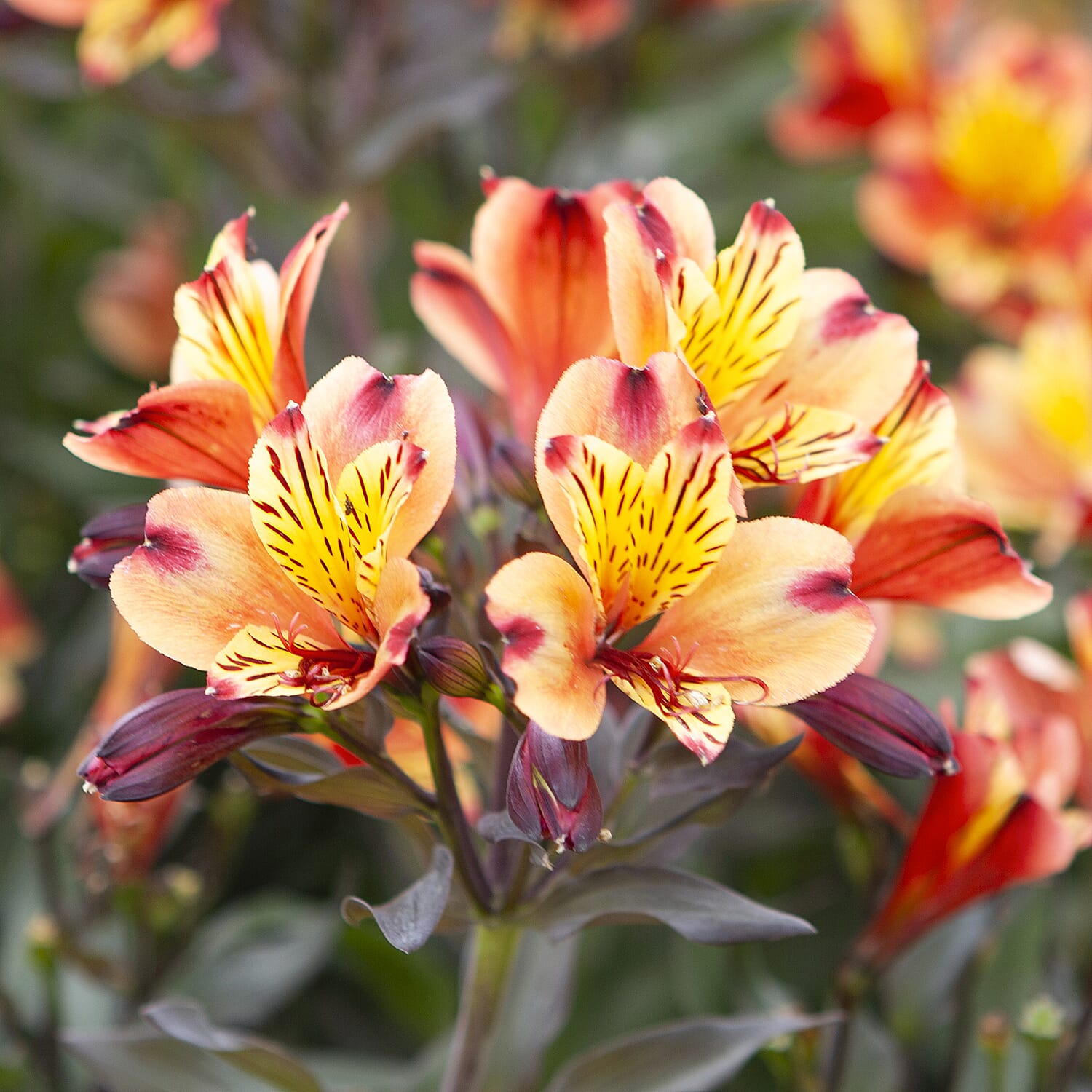 3 Alstroemeria Indian Summer Plug Plants - High Flower Count - 60 cm Tall