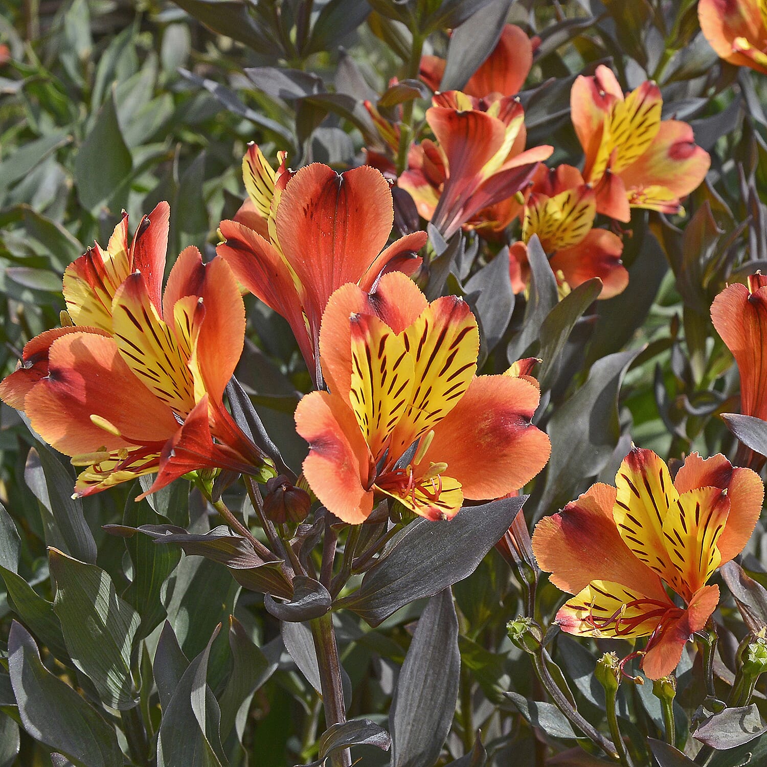 3 Alstroemeria Indian Summer Plug Plants - High Flower Count - 60 cm Tall