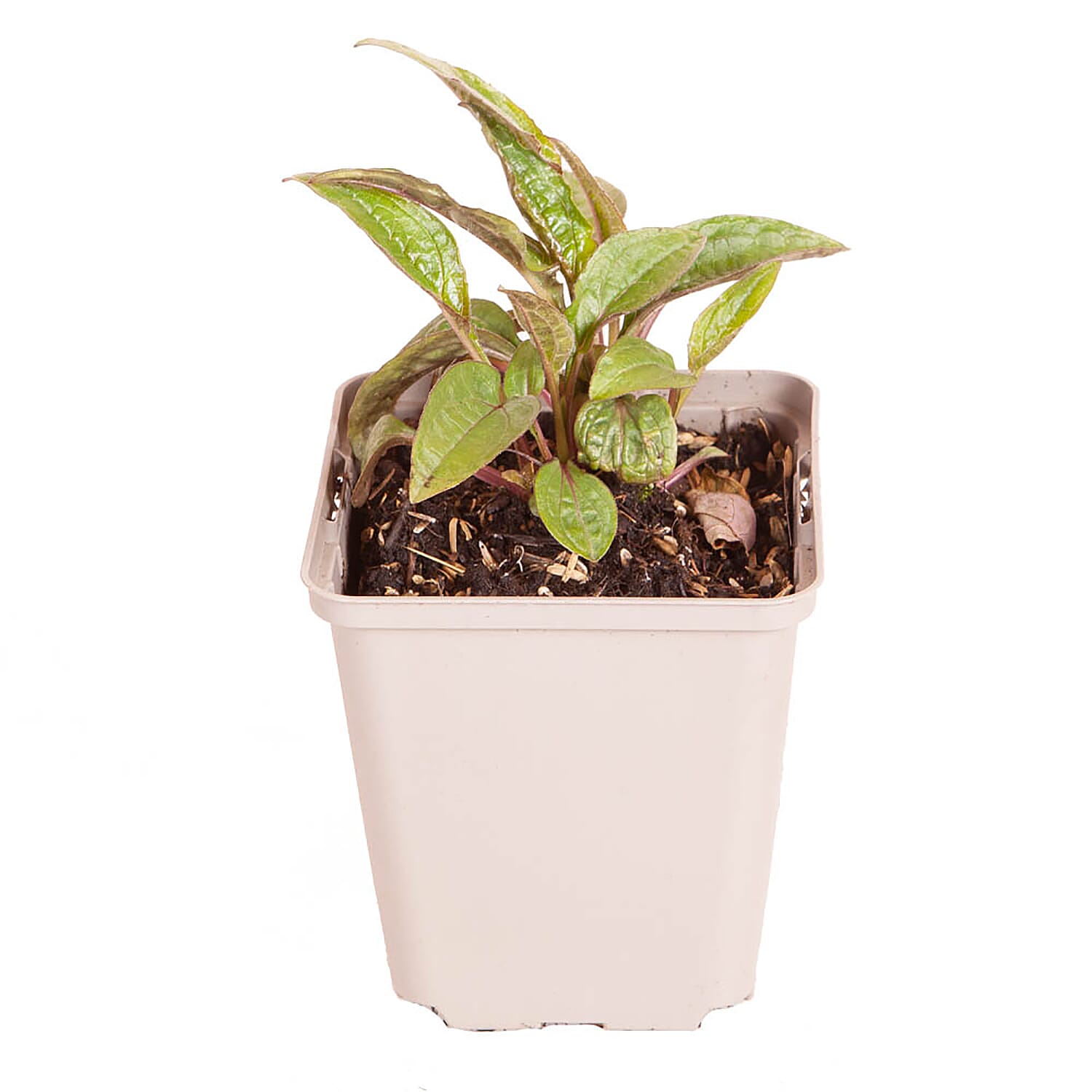 3 Echinacea Purple Magnus in 9cm Pots - Flower July to Sept, Up to 1m Tall - Hardy