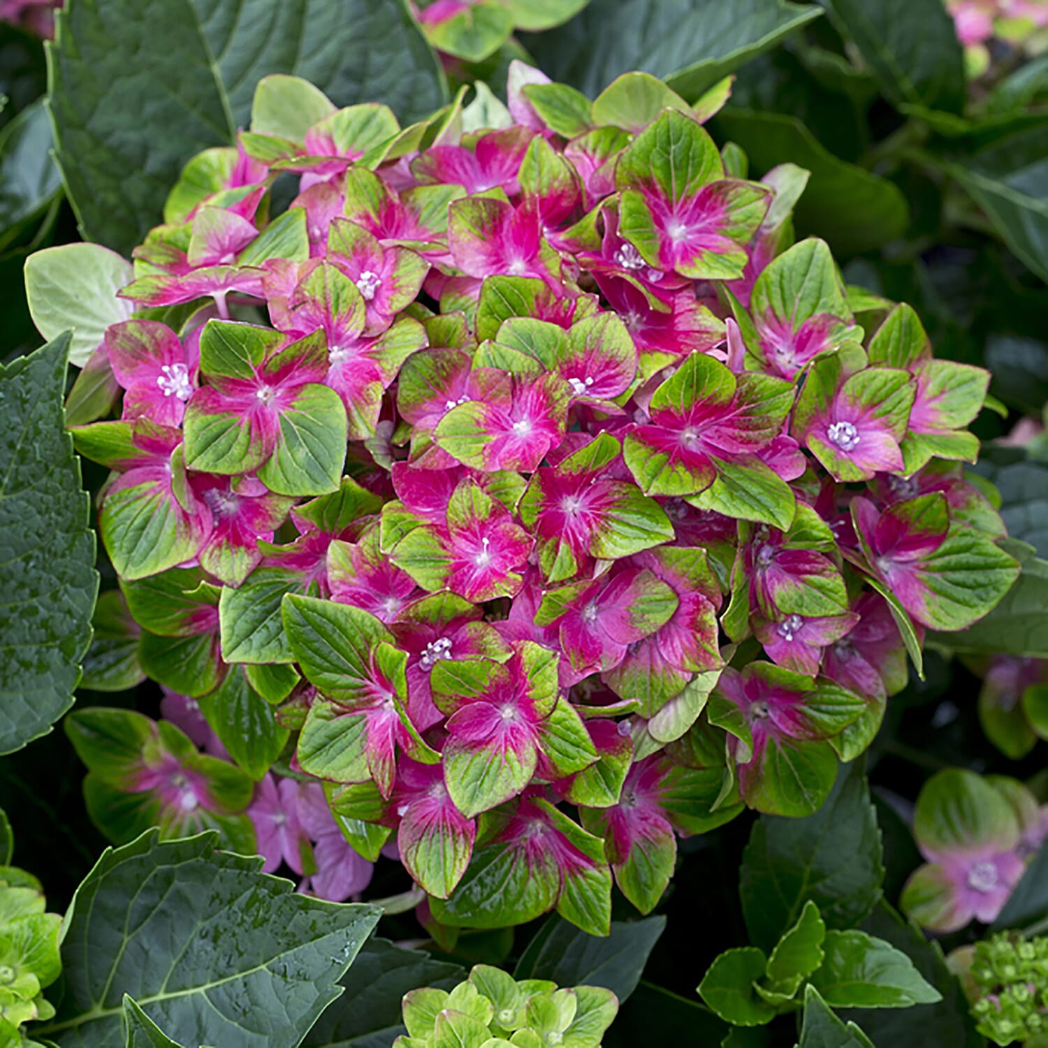 Pair of Hydrangea Glam Rock in 9cm Pots - Hardy
