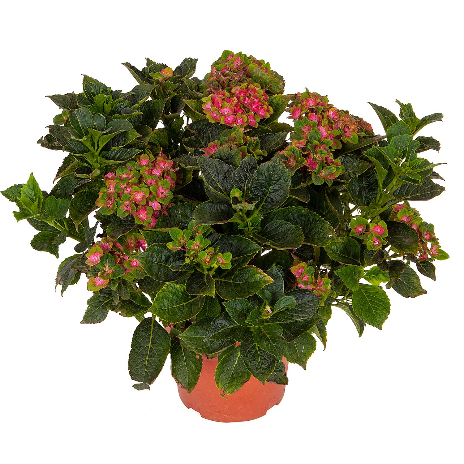 Pair of Hydrangea Glam Rock in 9cm Pots - Hardy