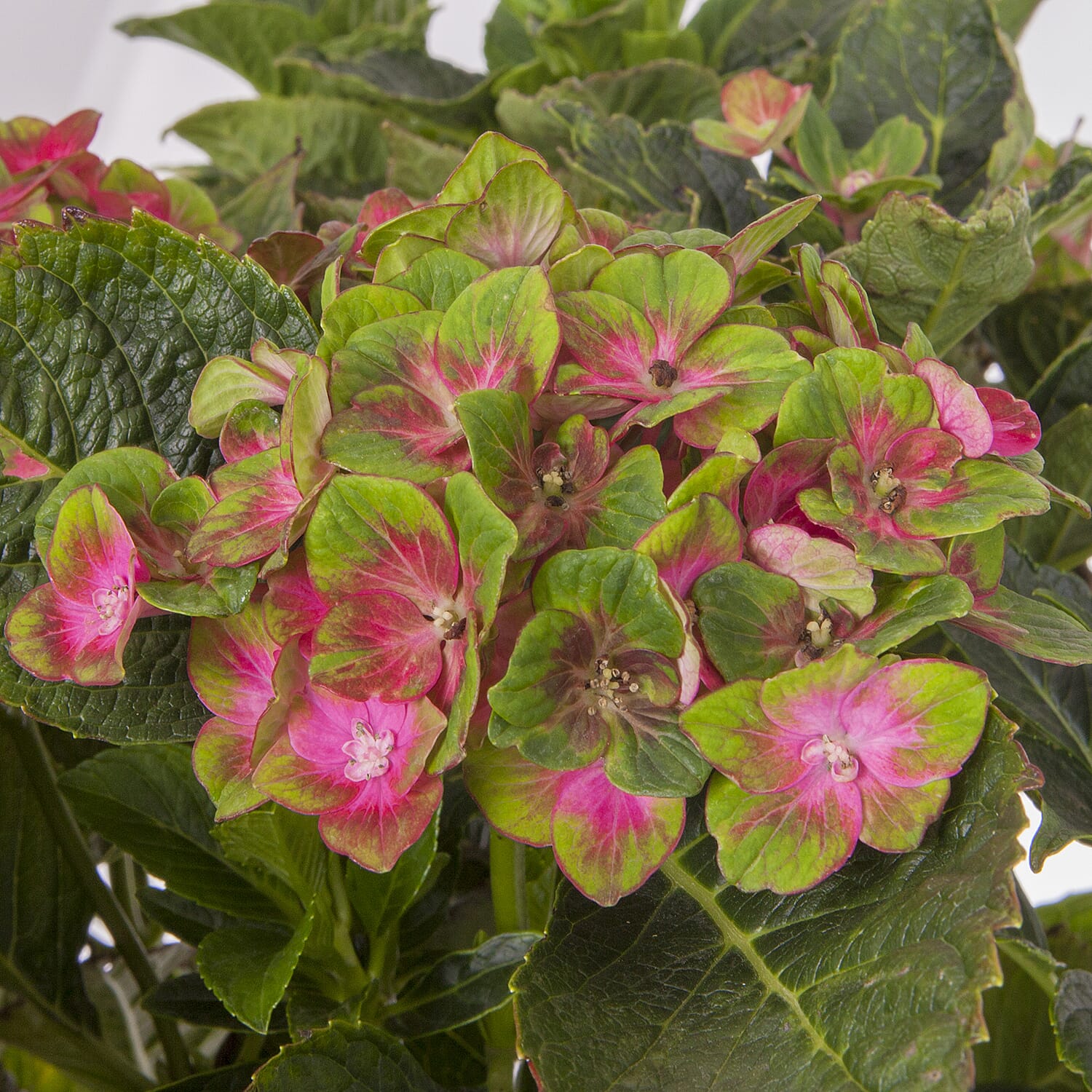 Pair of Hydrangea Glam Rock in 9cm Pots - Hardy