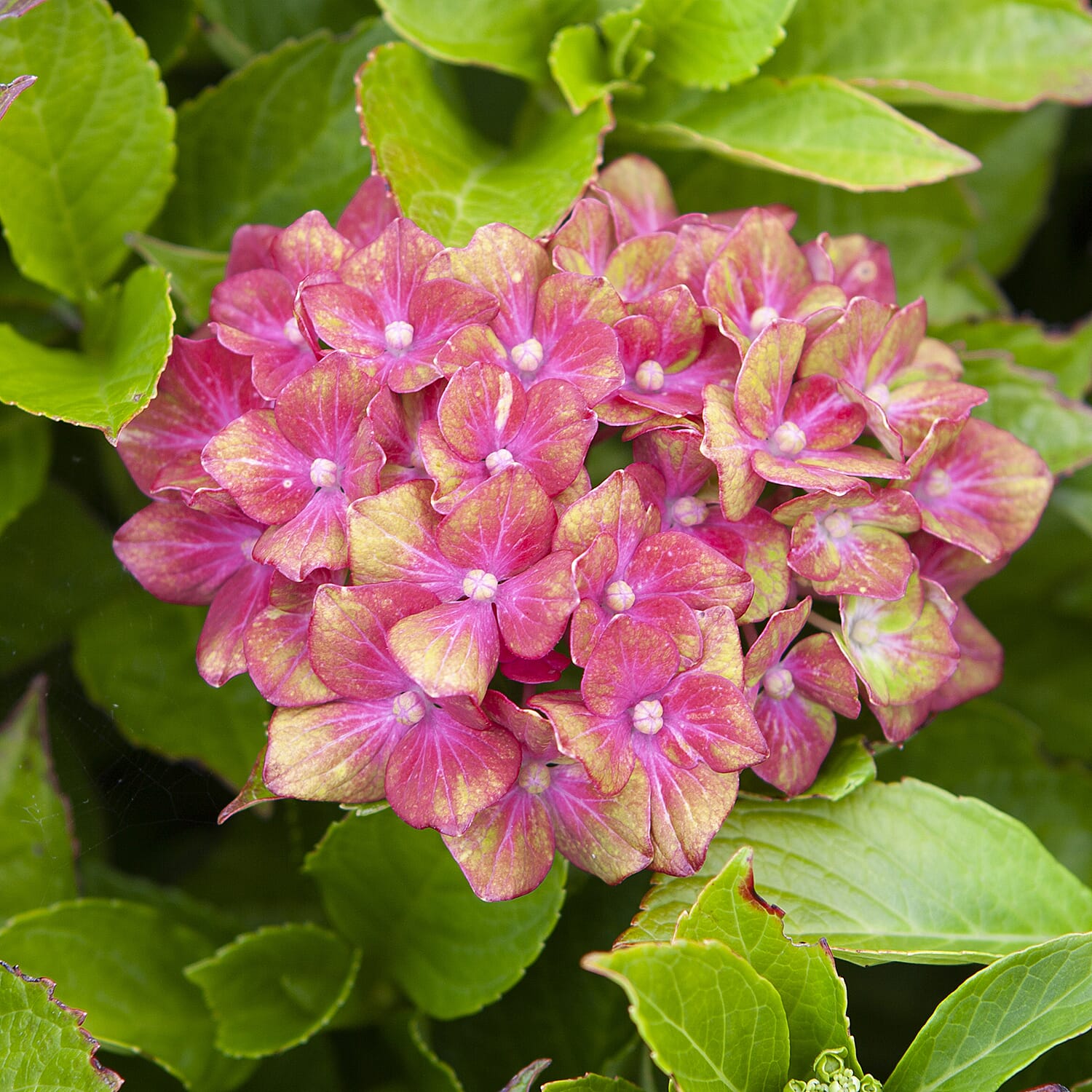 Pair of Hydrangea Glam Rock in 9cm Pots - Hardy