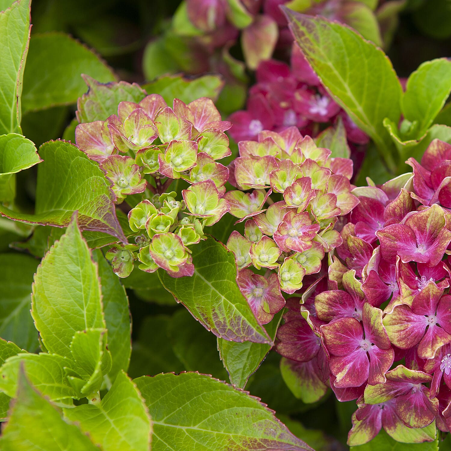 Pair of Hydrangea Glam Rock in 9cm Pots - Hardy