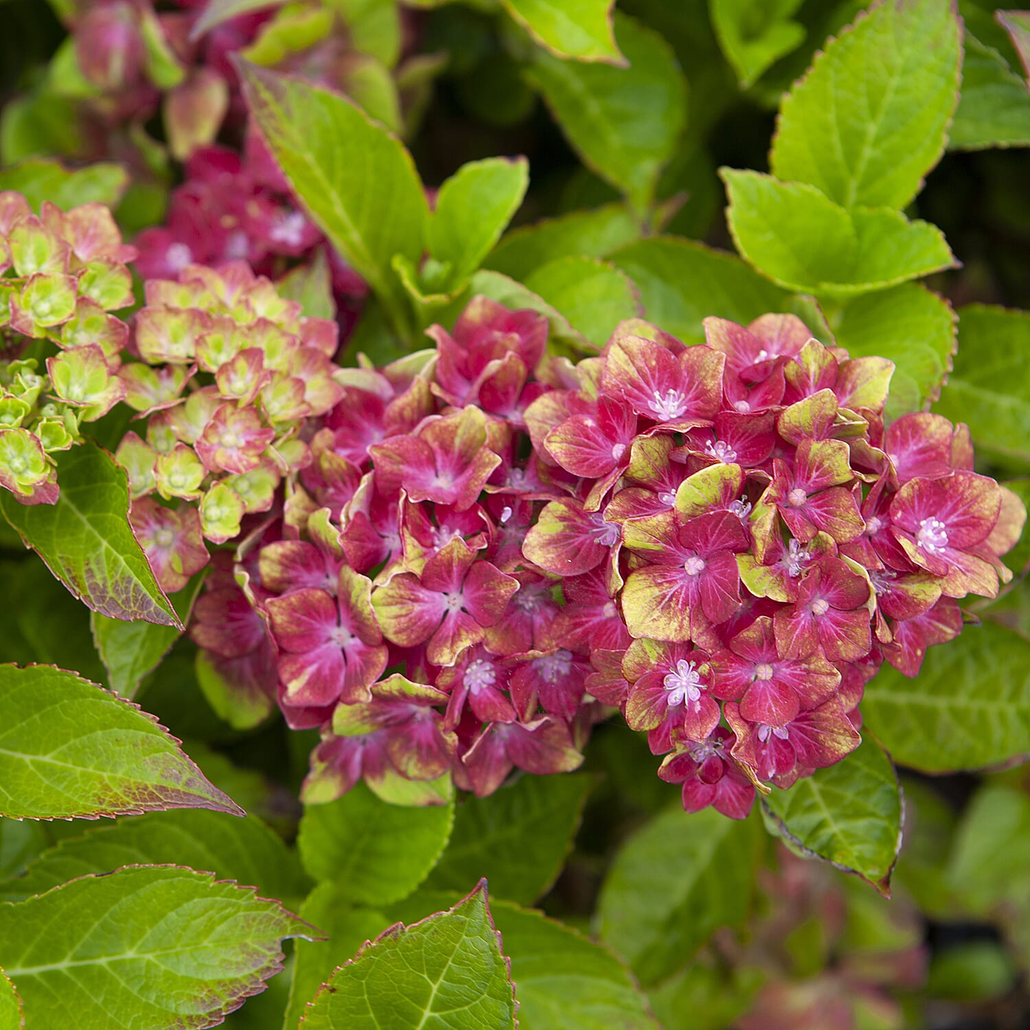 Pair of Hydrangea Glam Rock in 9cm Pots - Hardy