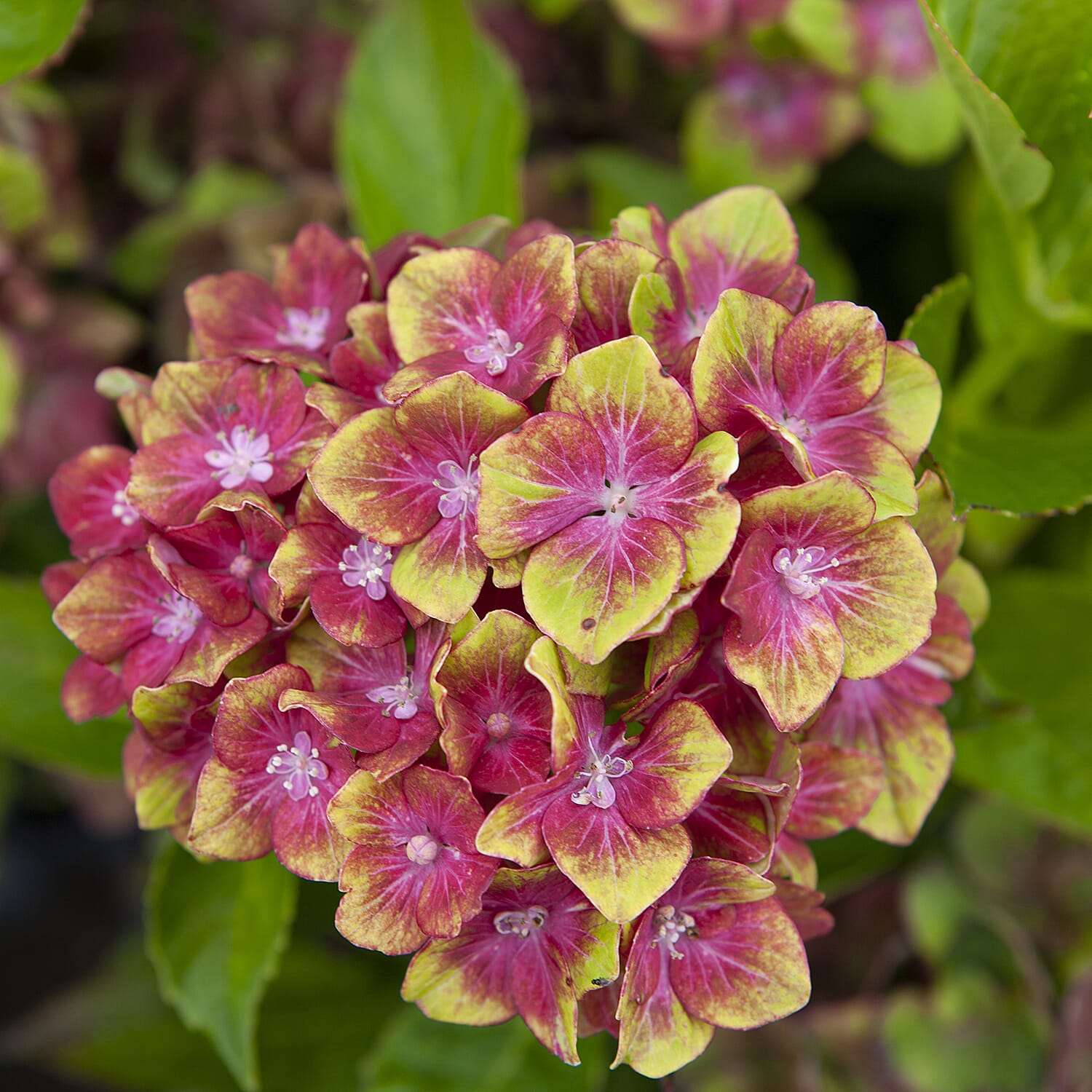 Pair of Hydrangea Glam Rock in 9cm Pots - Hardy