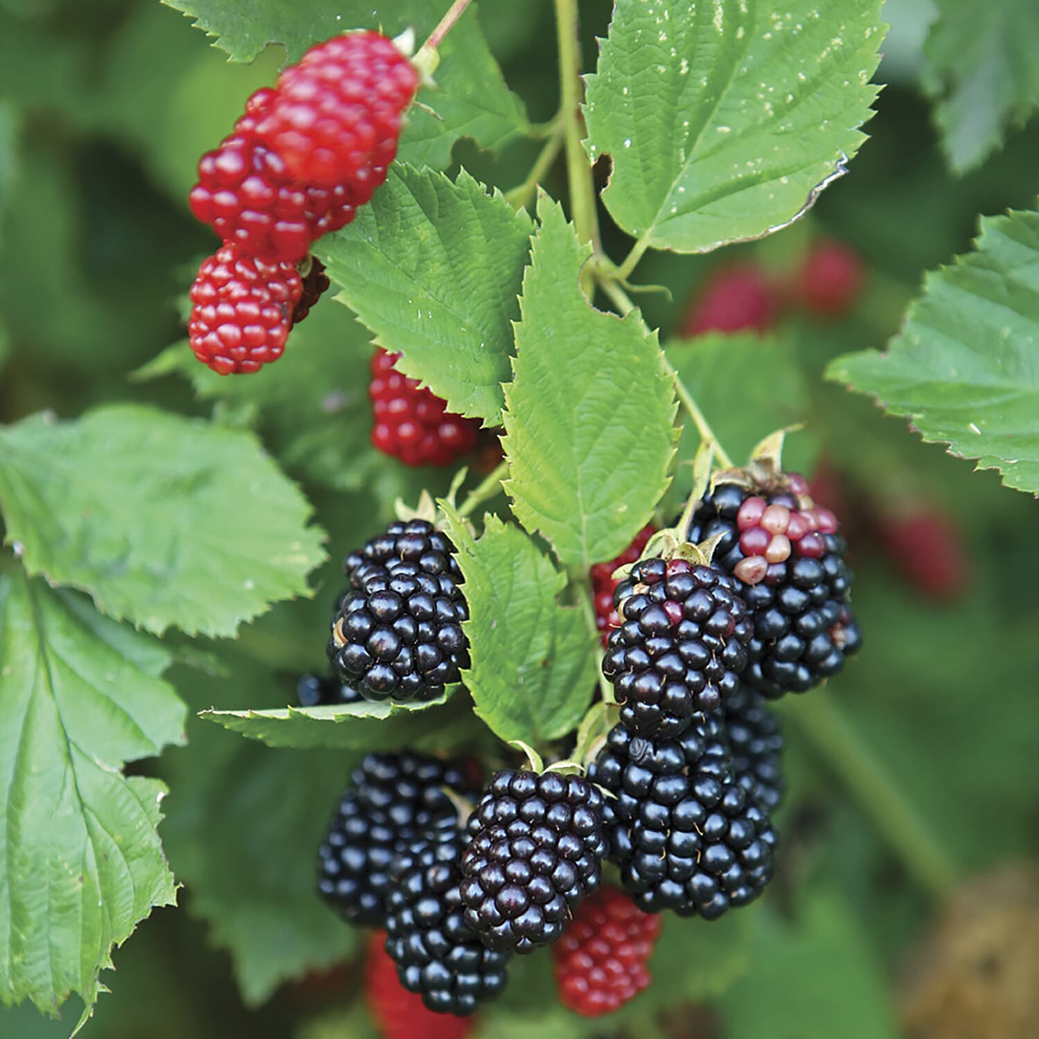 Thornless Sweet Juicy Blackberry in 2L Pot - Abundant Cropper Aug to Oct
