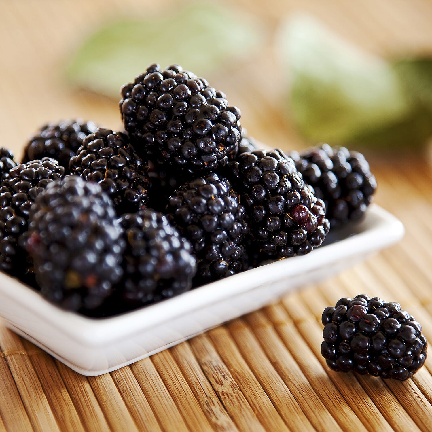 Thornless Sweet Juicy Blackberry in 2L Pot - Abundant Cropper Aug to Oct