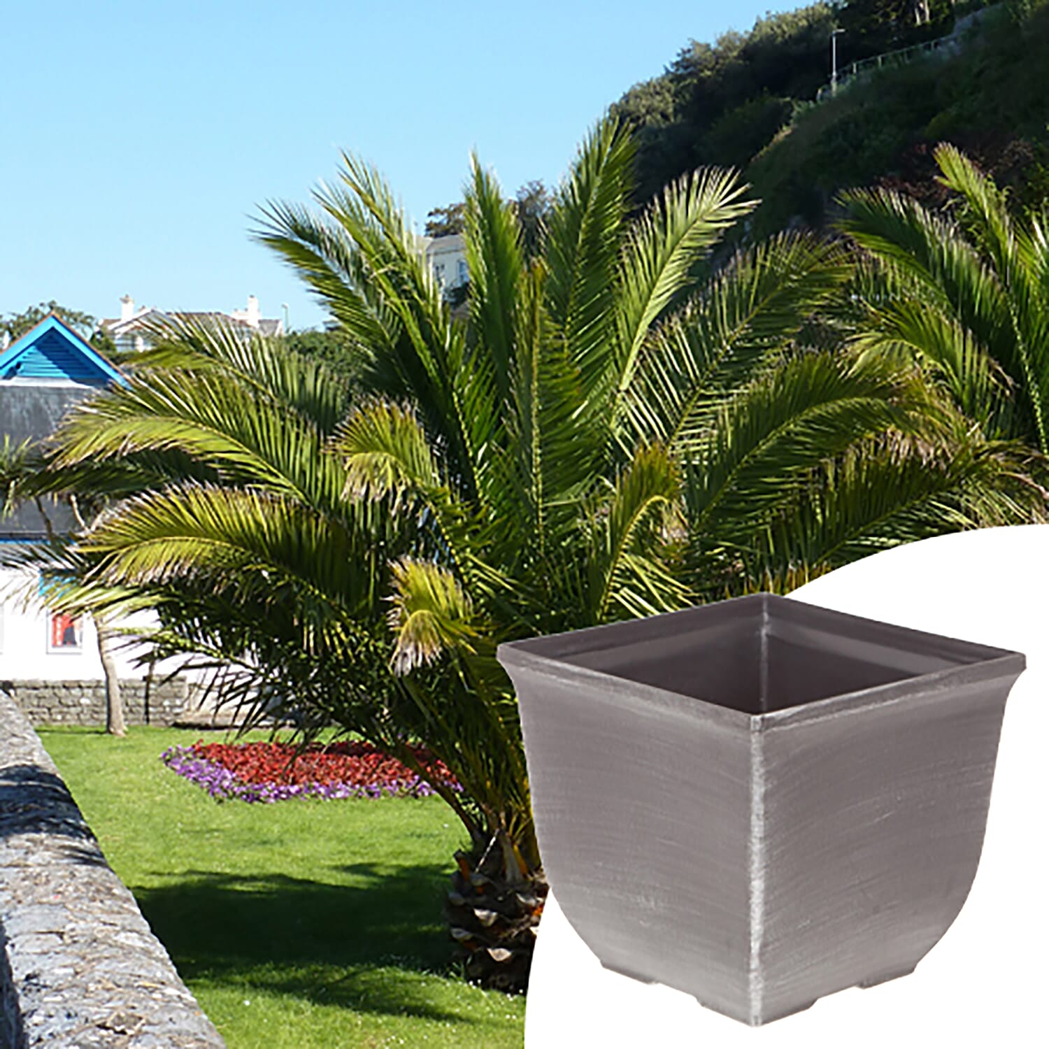 Pair of Phoenix Palms with Silver Planters - Winter Hardy to -6c