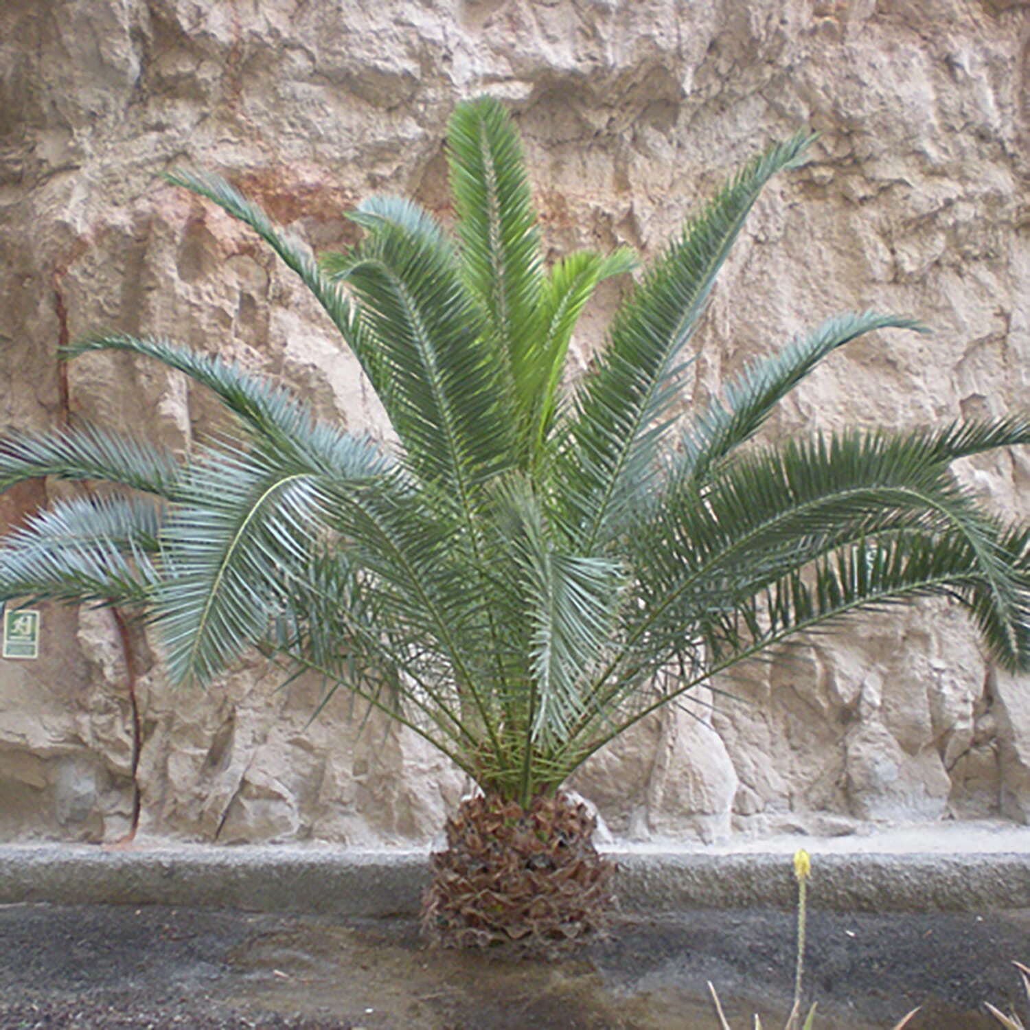 Pair of Phoenix Palms with Silver Planters - Winter Hardy to -6c