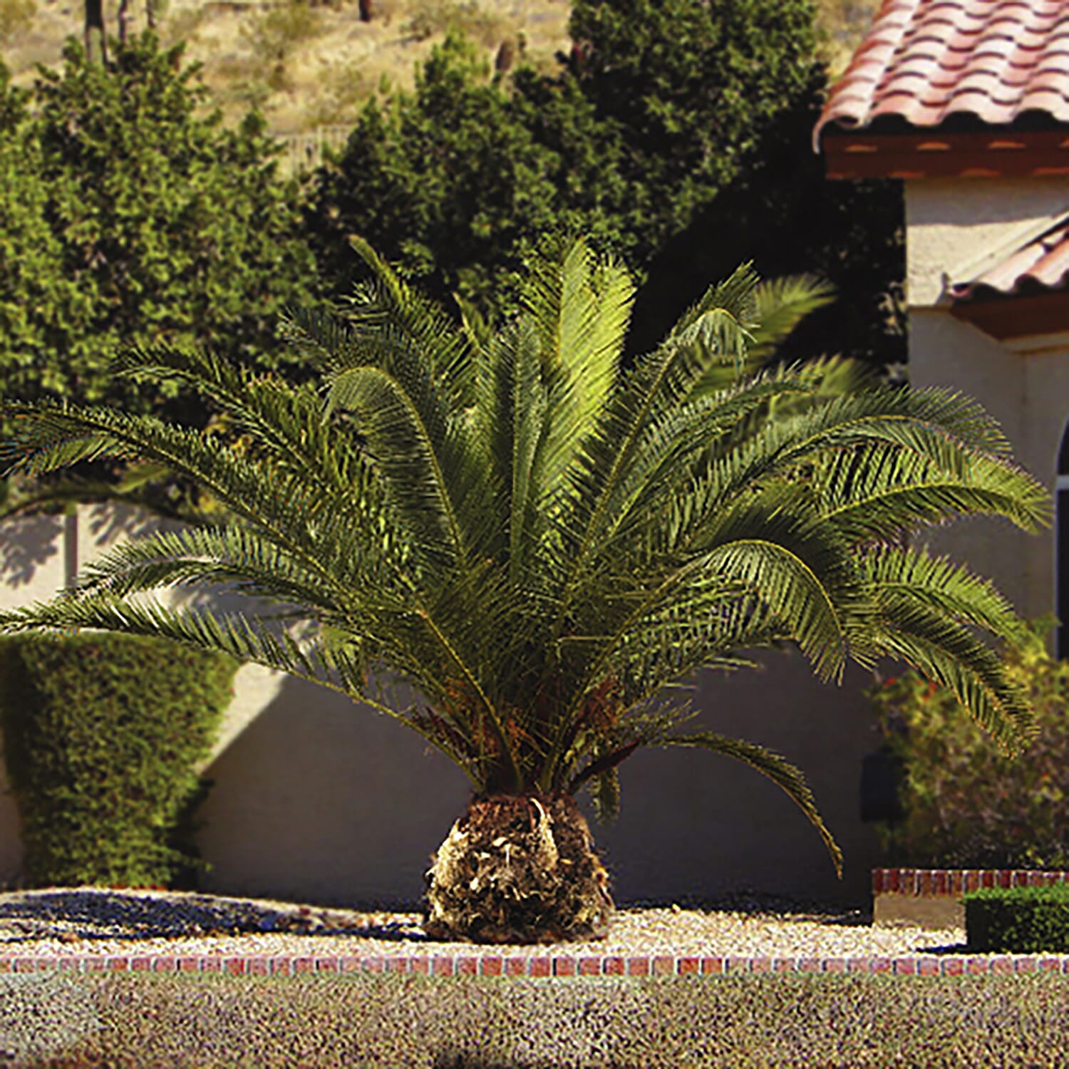 Pair of Phoenix Palms with Silver Planters - Winter Hardy to -6c
