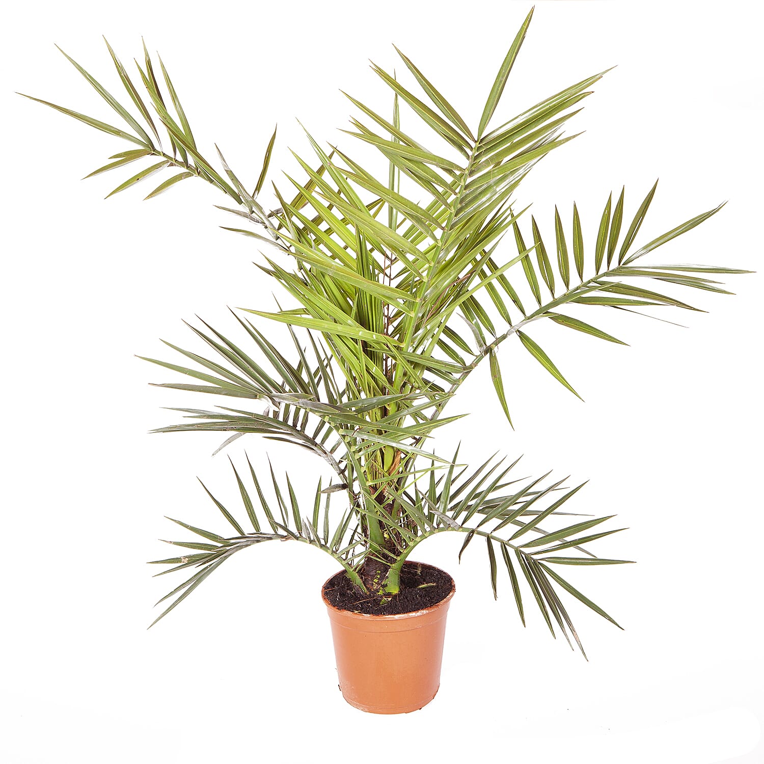 Pair of Phoenix Palms with Silver Planters - Winter Hardy to -6c
