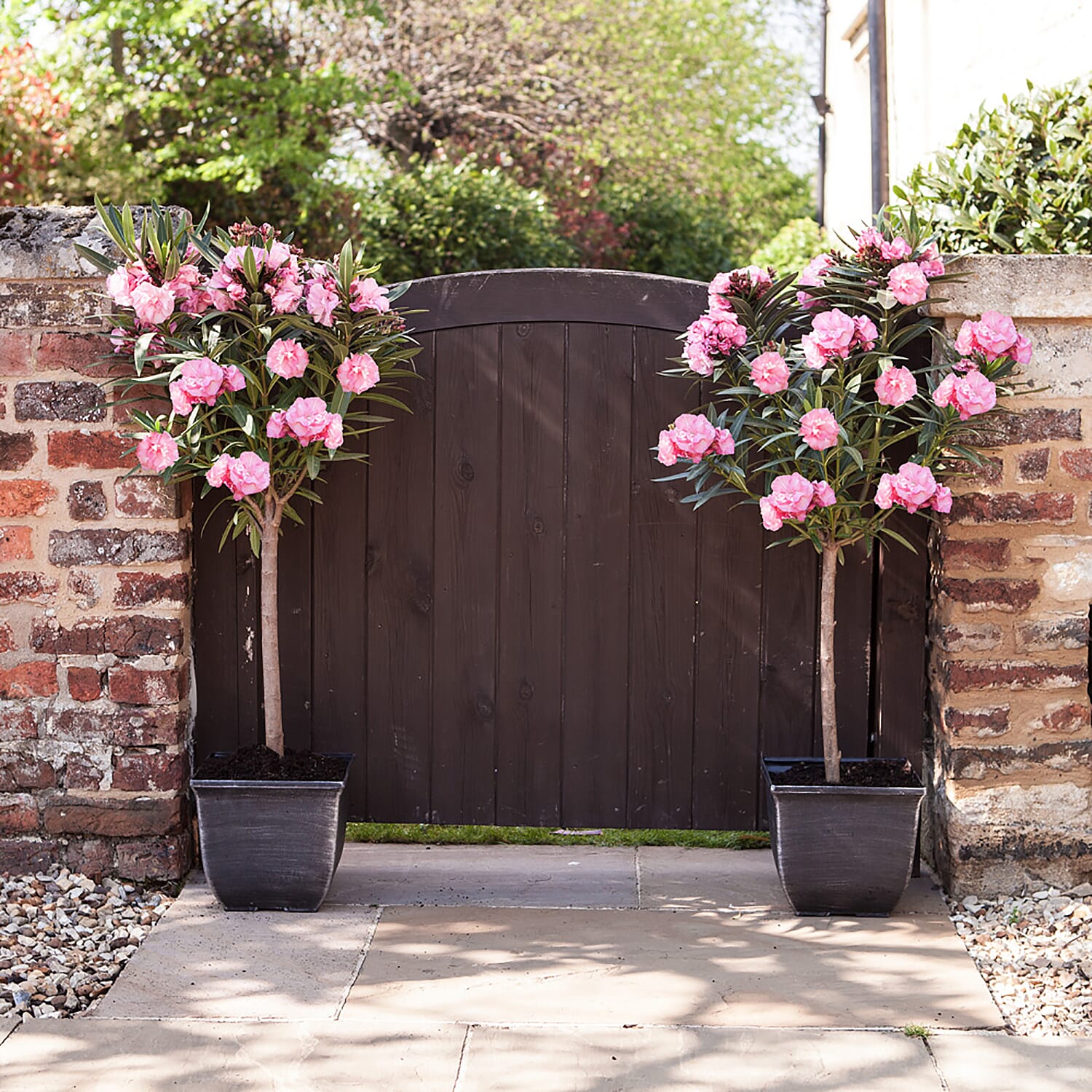 Pair of Mediterranean Oleander Bushes Mixed Pink Shades in 17cm Pots - Winter Hardy - Fragrant