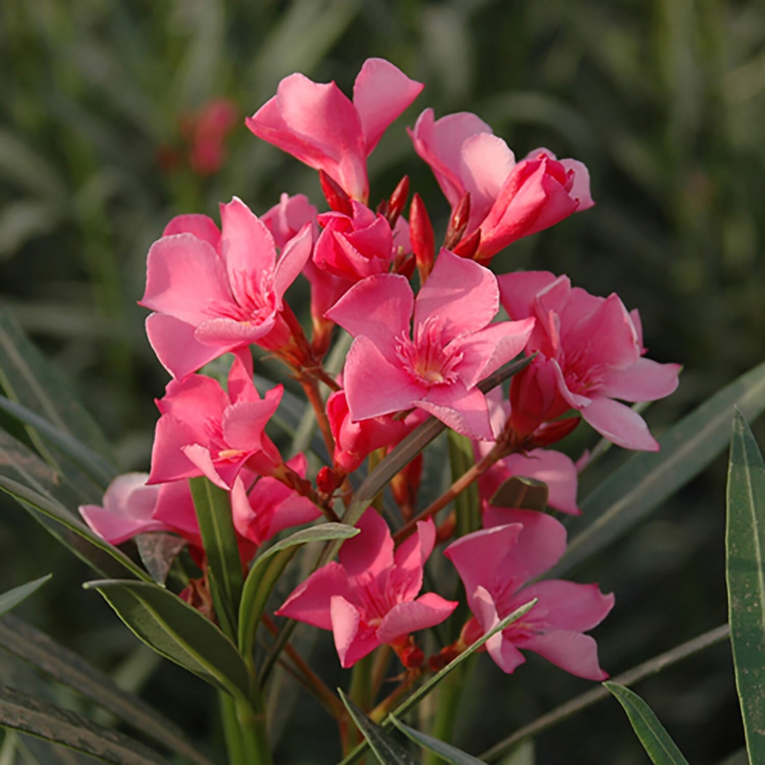 Pair of Mediterranean Oleander Bushes Mixed Pink Shades in 17cm Pots - Winter Hardy - Fragrant