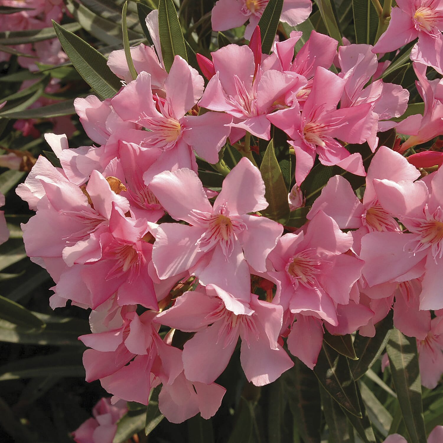 Pair of Mediterranean Oleander Bushes Mixed Pink Shades in 17cm Pots - Winter Hardy - Fragrant