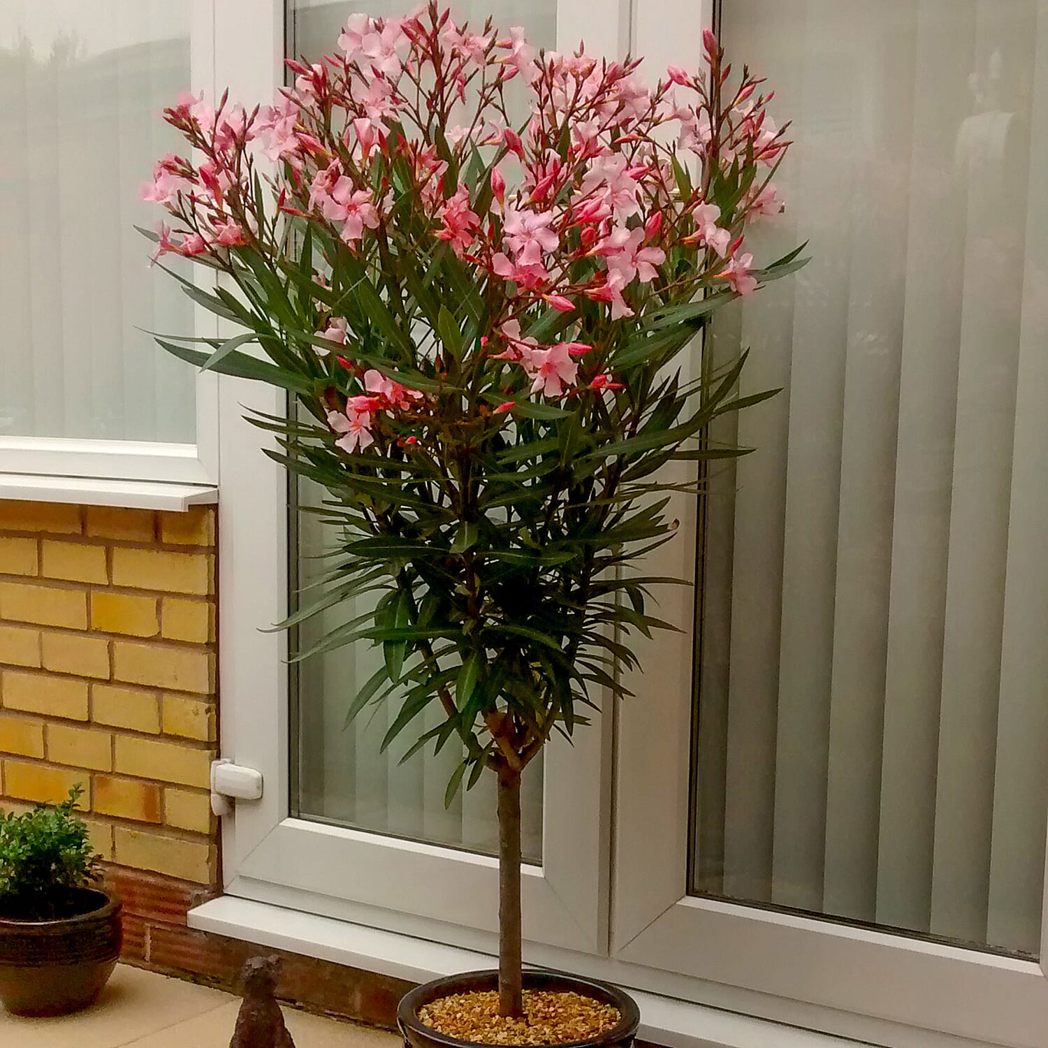Pair of Mediterranean Oleander Bushes Mixed Pink Shades in 17cm Pots - Winter Hardy - Fragrant