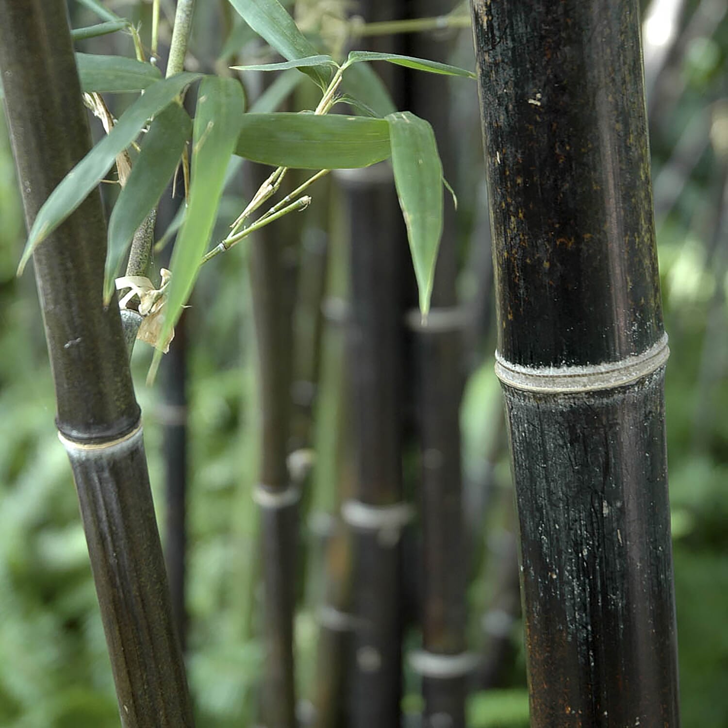 Phyllostachys Nigra (Black Bamboo) in 1.5L Pot