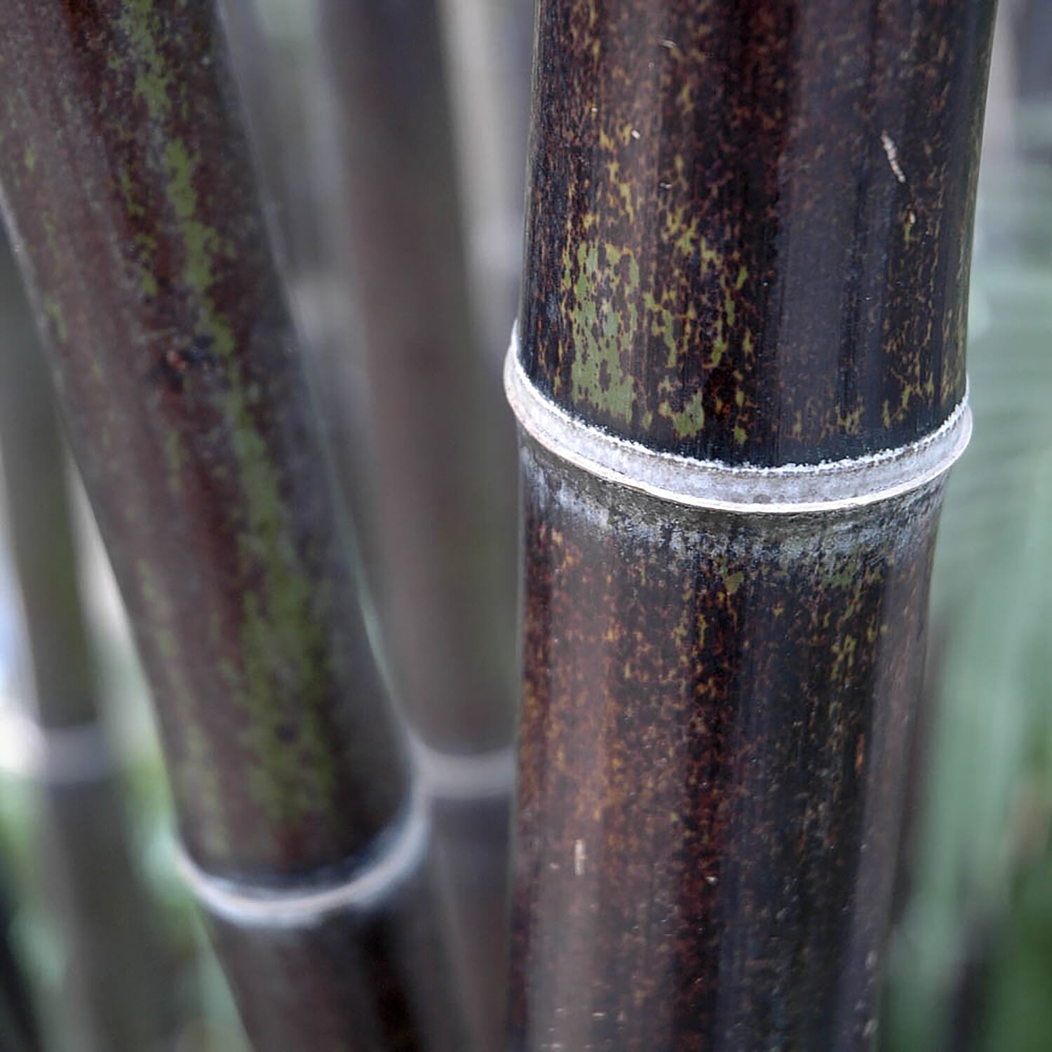 Phyllostachys Nigra (Black Bamboo) in 1.5L Pot