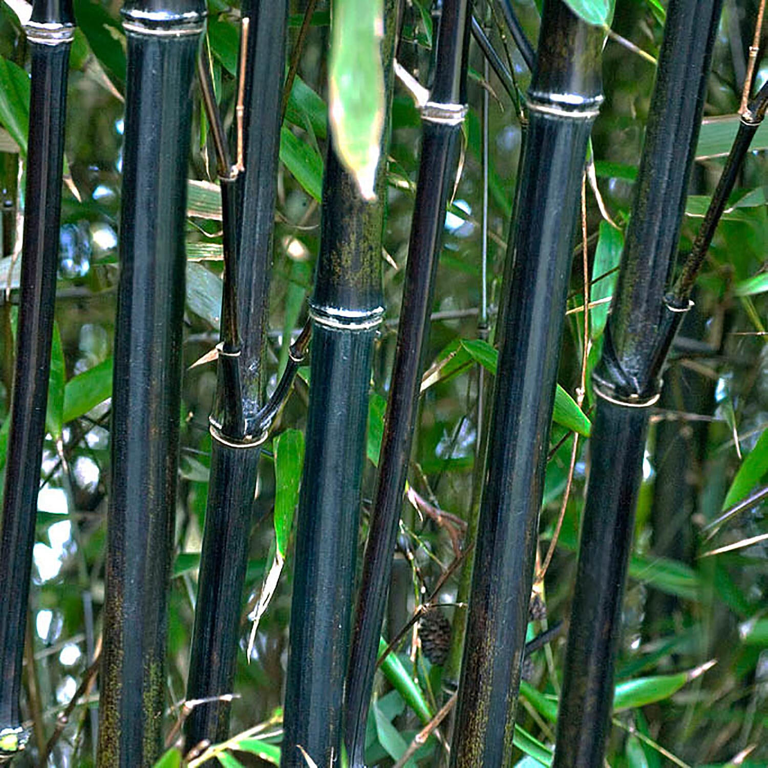 Phyllostachys Nigra (Black Bamboo) in 1.5L Pot