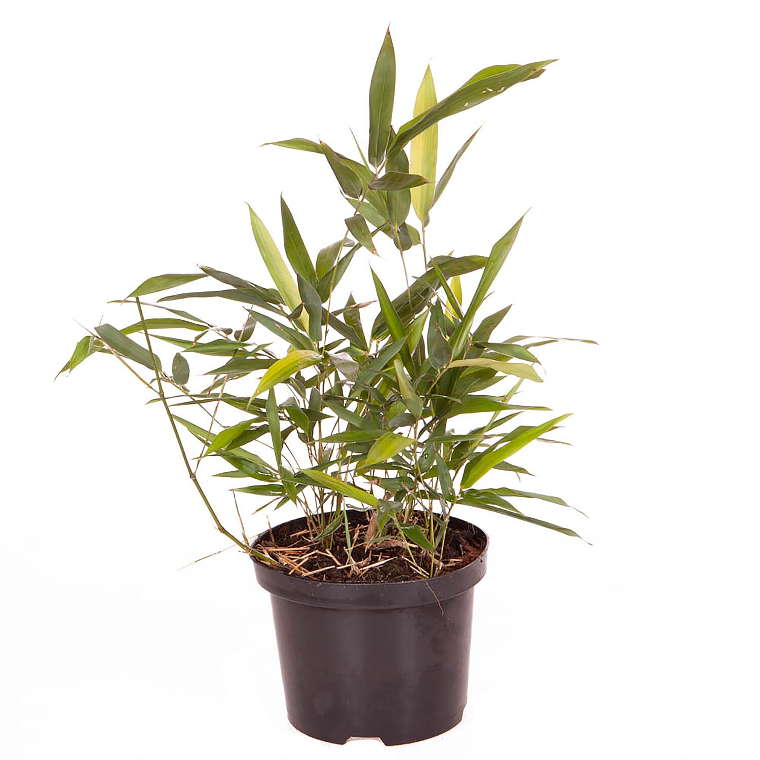 Phyllostachys Nigra (Black Bamboo) in 1.5L Pot